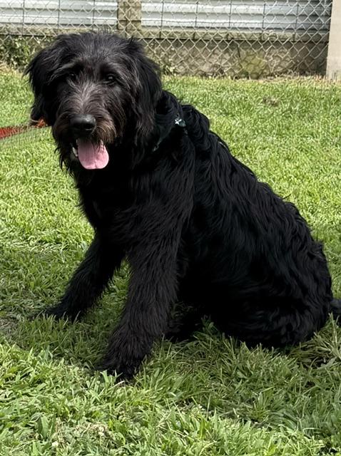 Bernard, a ADOPTABLE Labradoodle in Gardiner, NY image 1/6