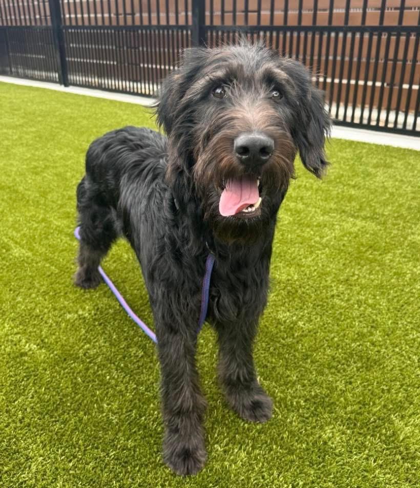 Bernard, a ADOPTABLE Labradoodle in Gardiner, NY image 4/6