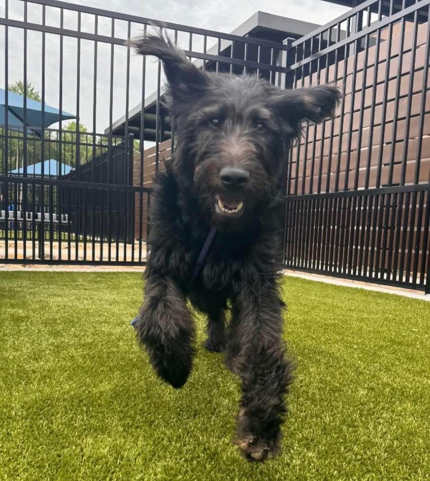 Bernard, a ADOPTABLE Labradoodle in Gardiner, NY image 5/6