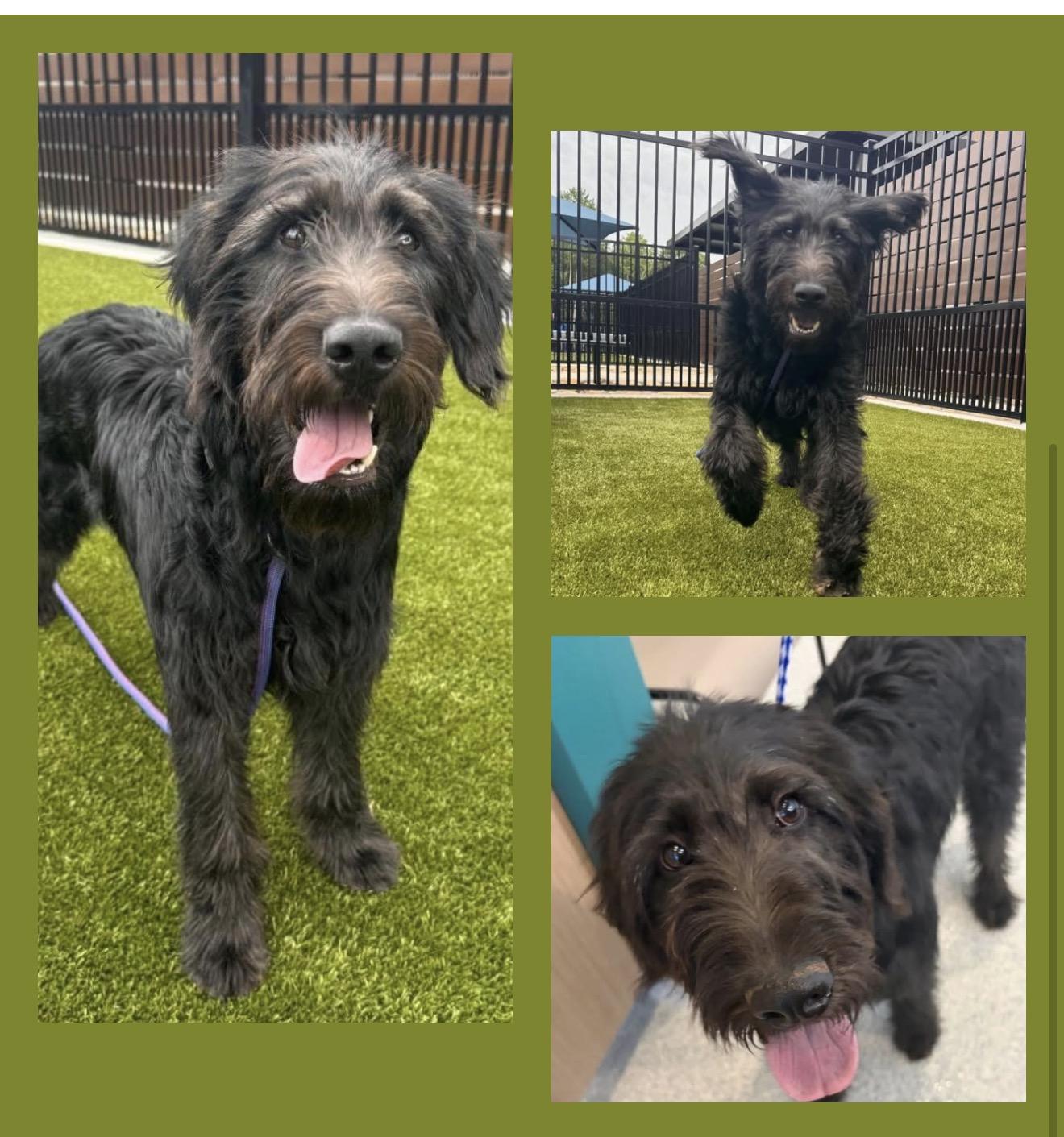 Bernard, a ADOPTABLE Labradoodle in Gardiner, NY image 3/6