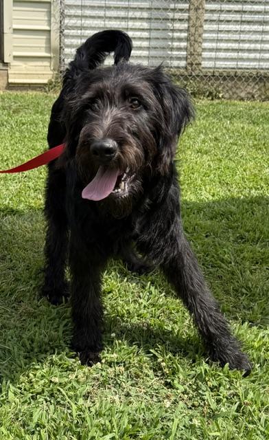 Bernard, a ADOPTABLE Labradoodle in Gardiner, NY image 6/6