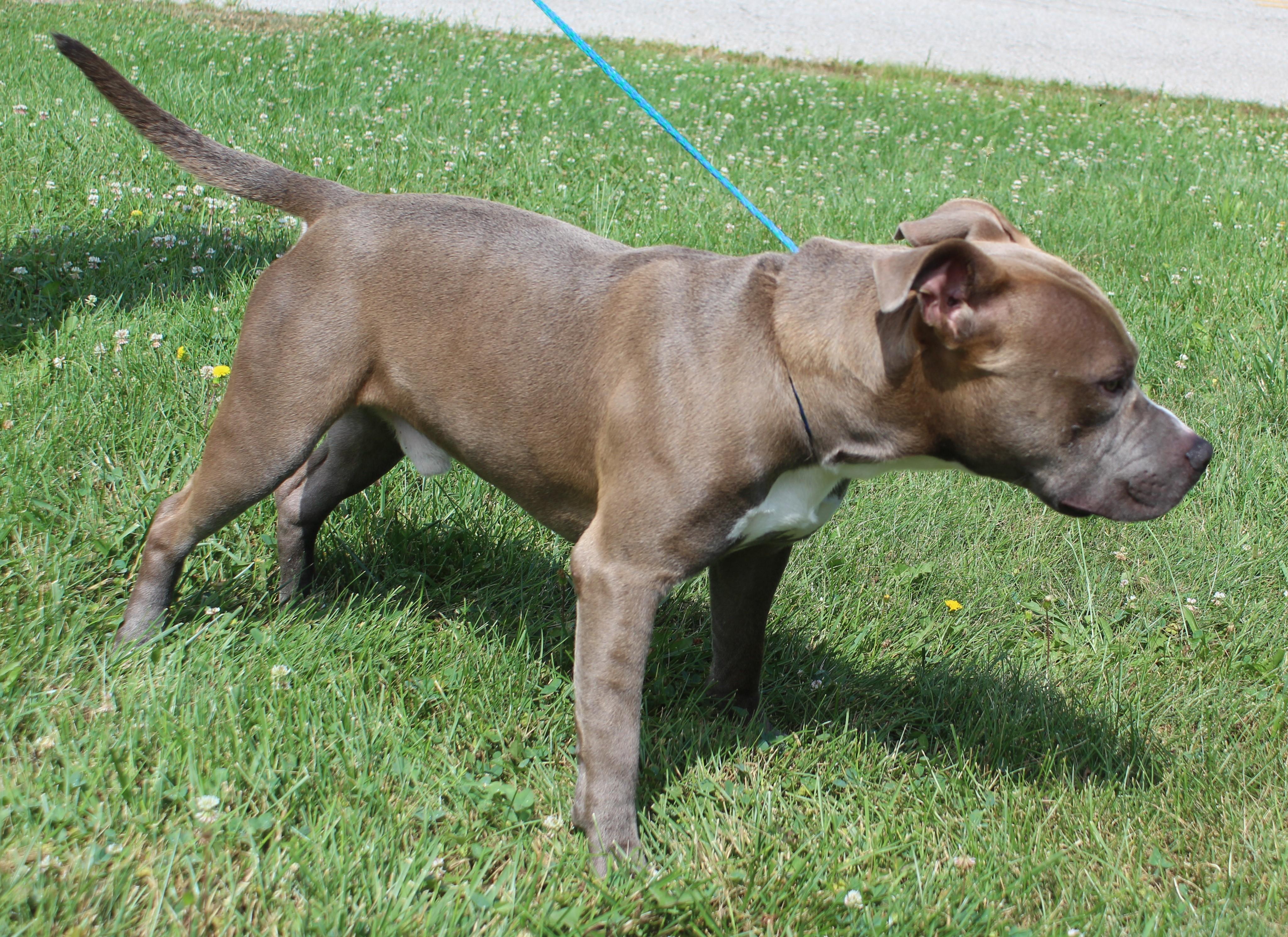 Jake (12092), a ADOPTABLE mixed breed in Heath, OH image 2/2