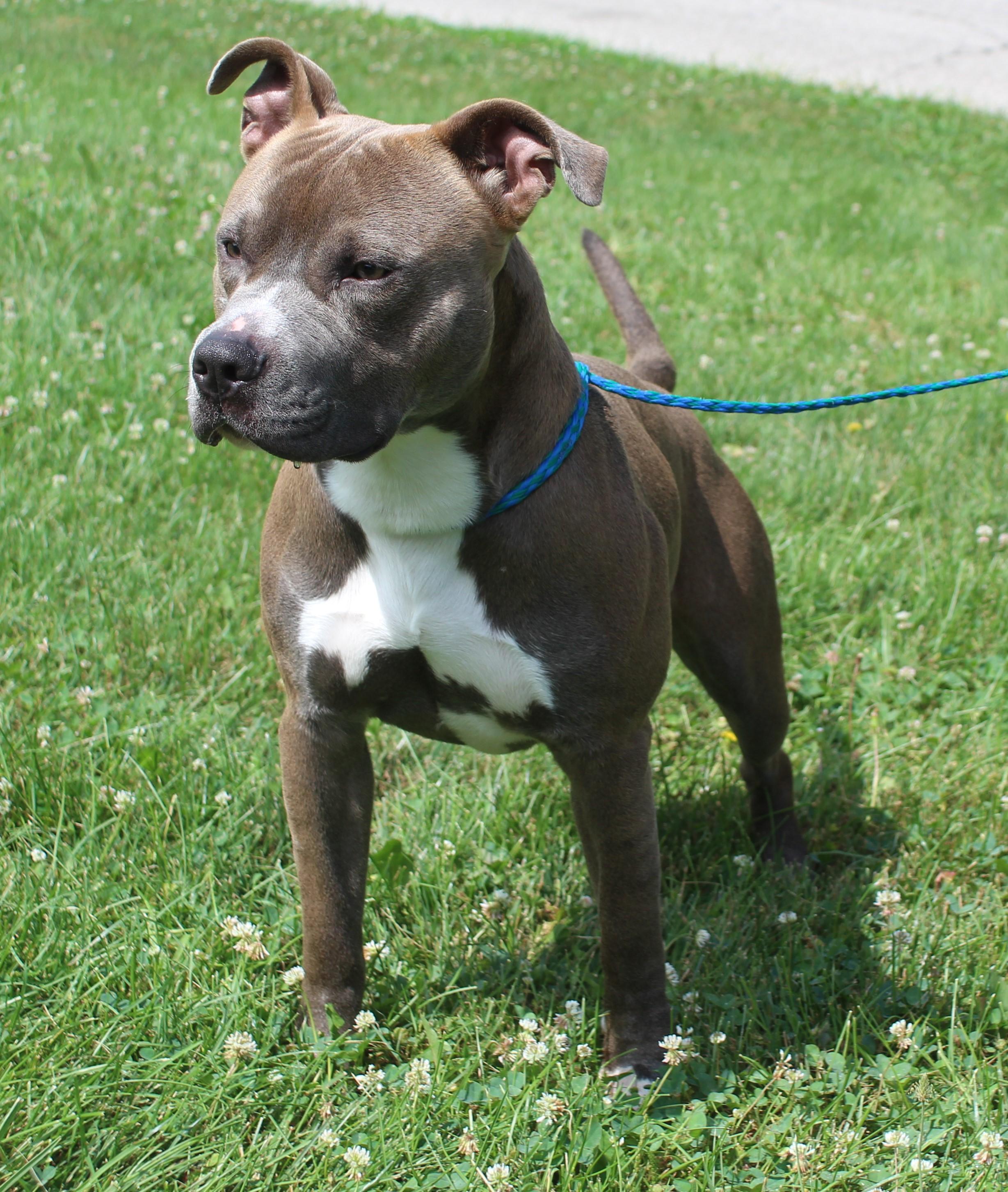 Jake (12092), ADOPTABLE, Adult Male Pit Bull Terrier.