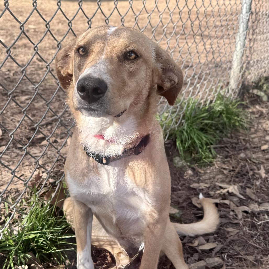 Minna, Adoptable, Young Female Mixed Breed.
