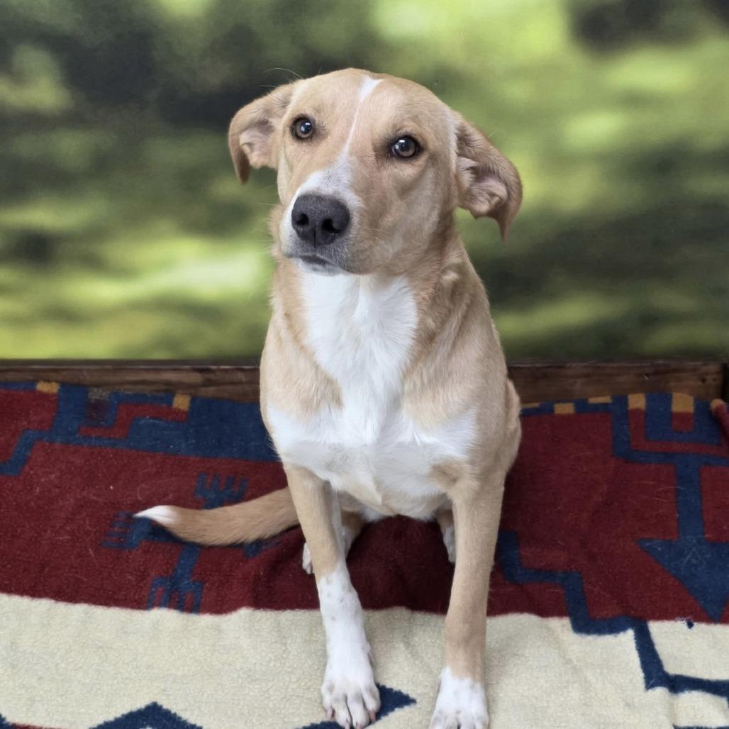 Enlarge Minna, a Adoptable Mixed Breed in Auburn, NH image 2/3