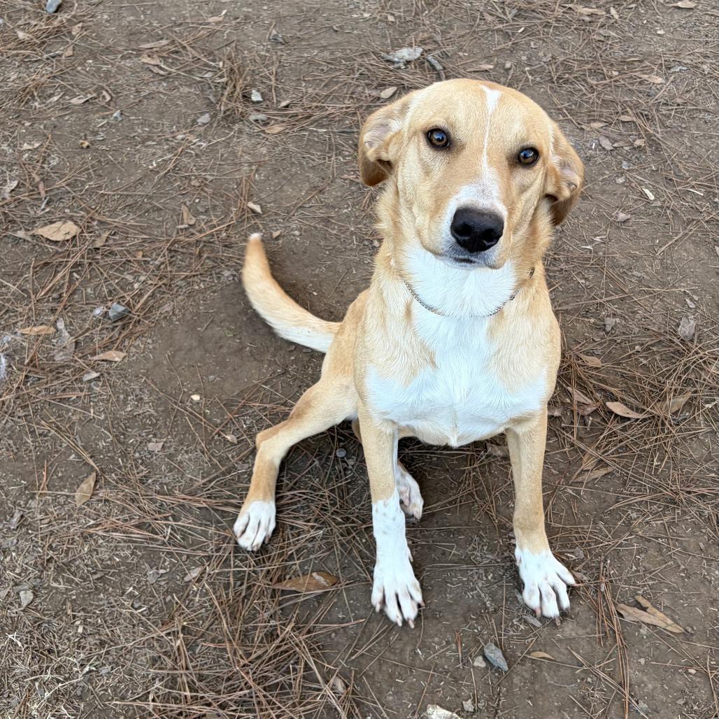 Enlarge Minna, a Adoptable Mixed Breed in Auburn, NH image 3/3