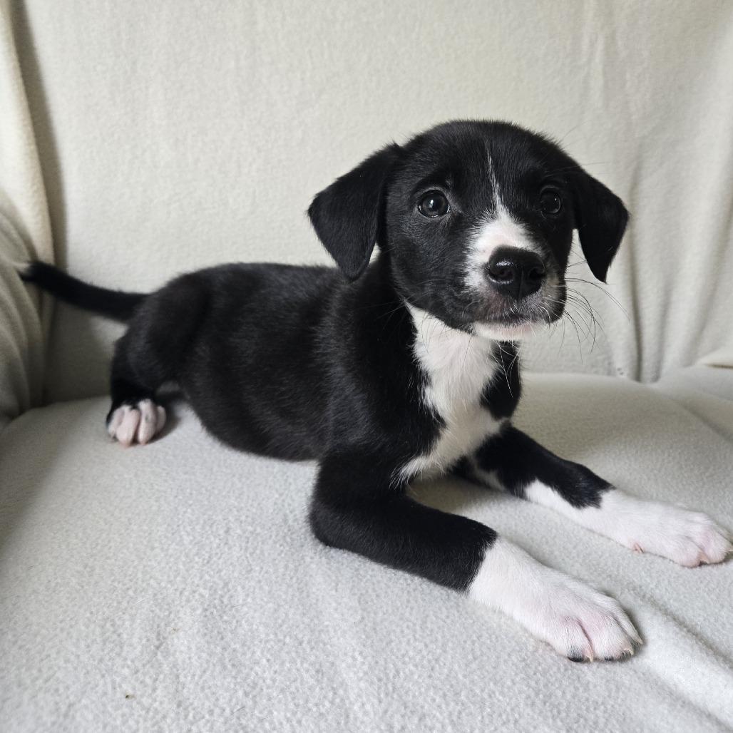 Enlarge Willow(Little Hearts Litter), a Adoptable mixed breed in Lenoir, NC image 1/3