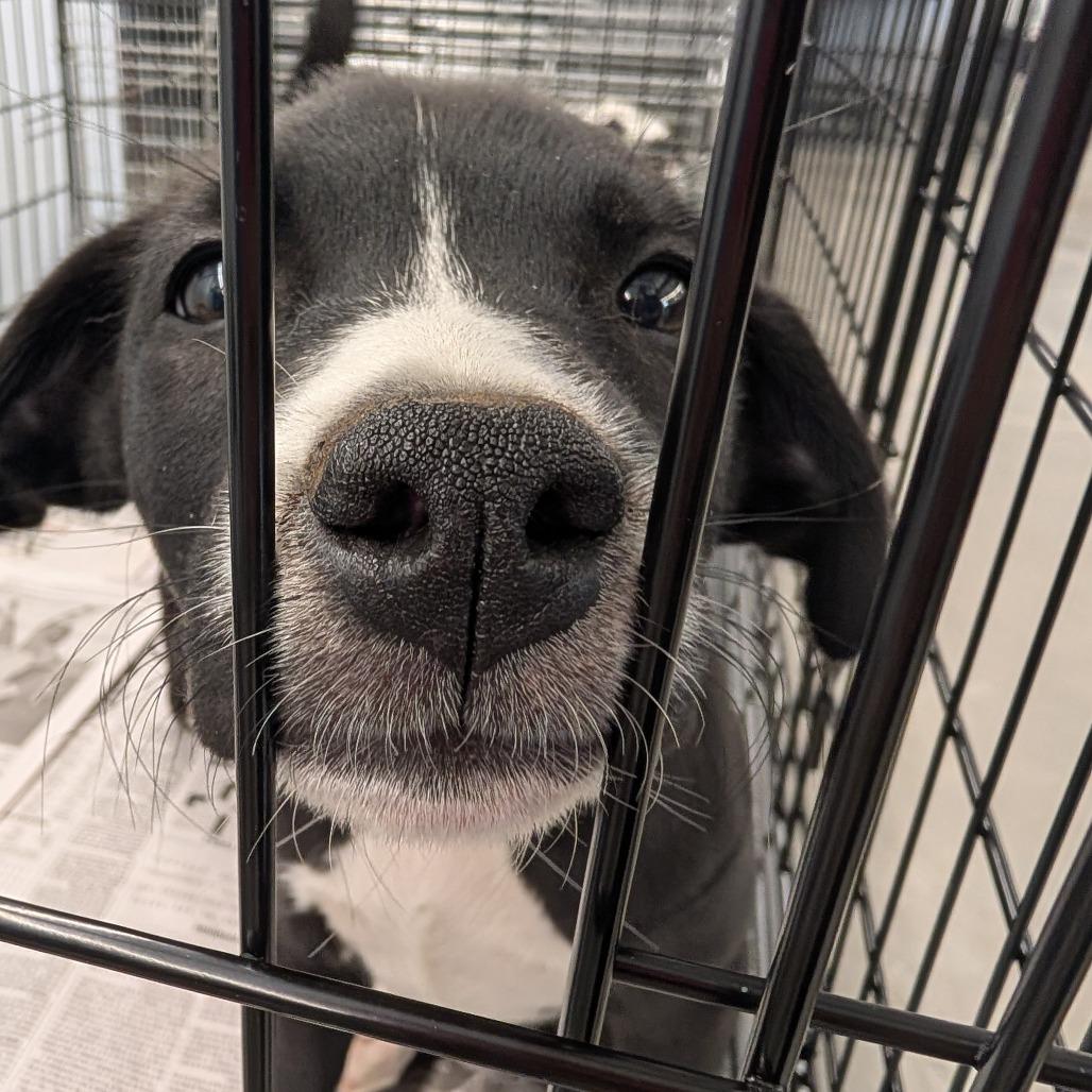 Enlarge Willow(Little Hearts Litter), a Adoptable mixed breed in Lenoir, NC image 2/3