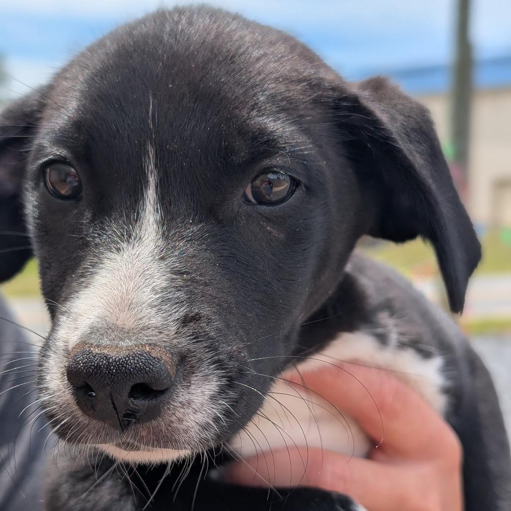 Enlarge Willow(Little Hearts Litter), a Adoptable mixed breed in Lenoir, NC image 3/3