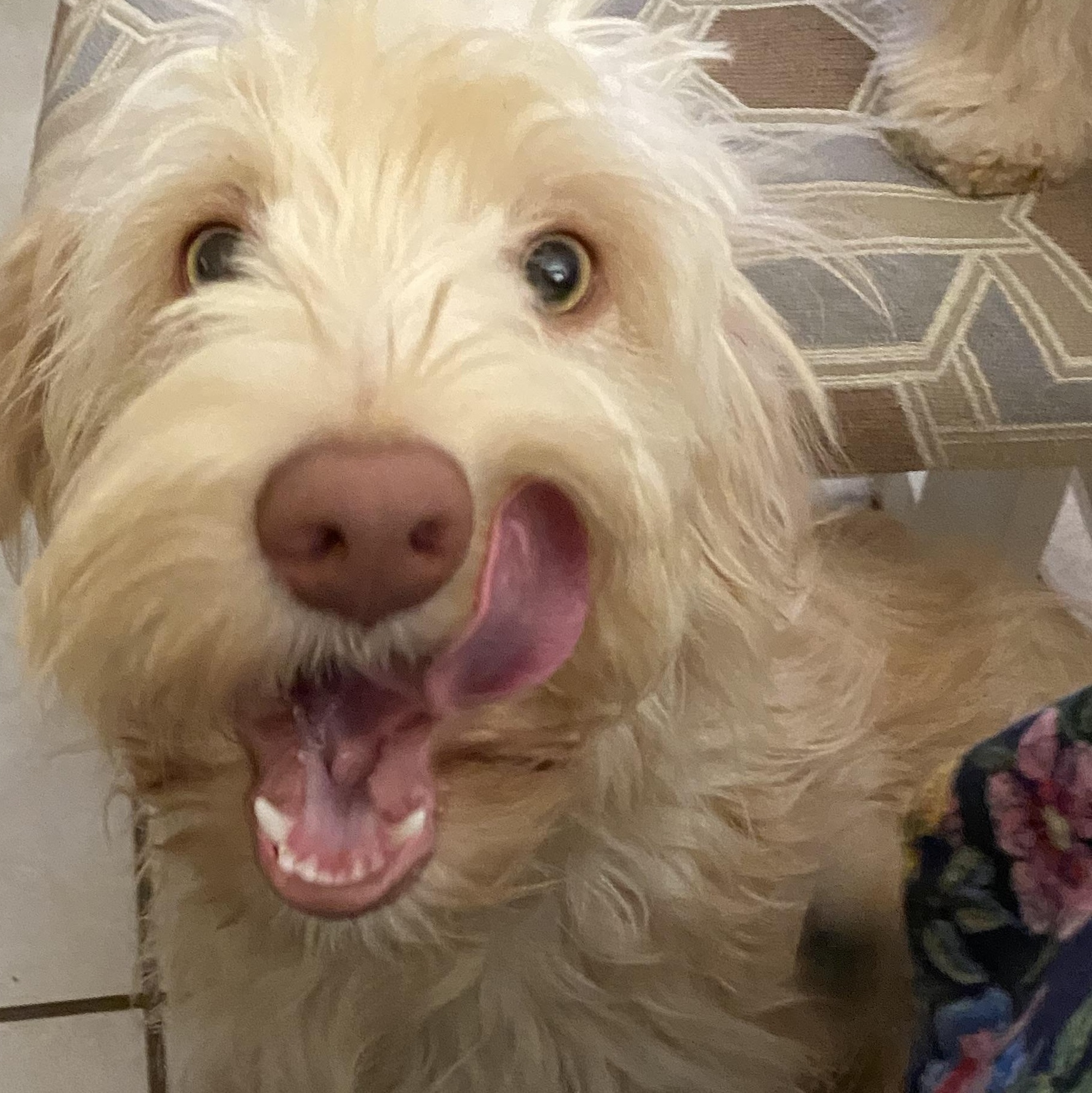 Hanna, a Adoptable mixed breed in Moreno Valley, CA image 1/3