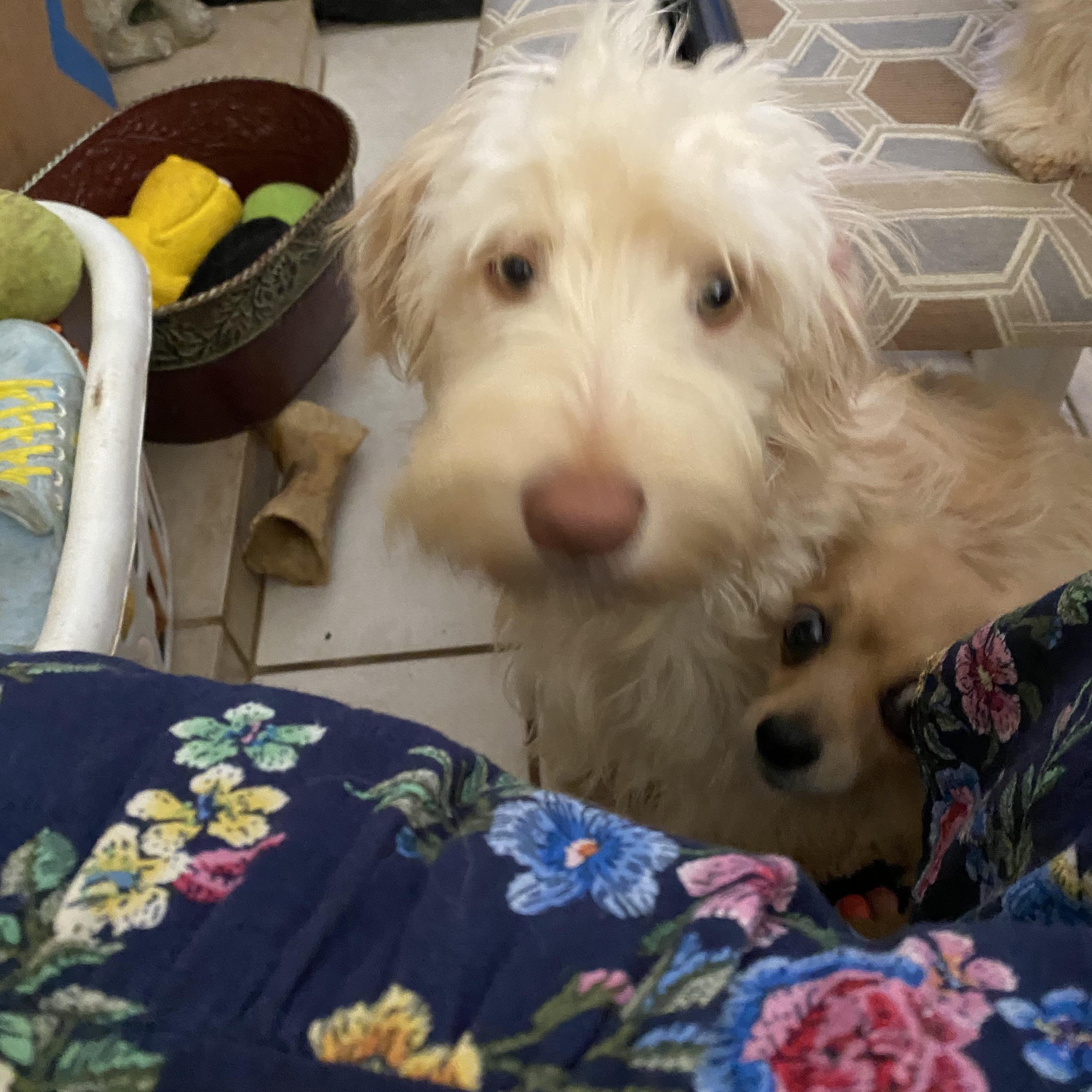 Hanna, a Adoptable mixed breed in Moreno Valley, CA image 2/3