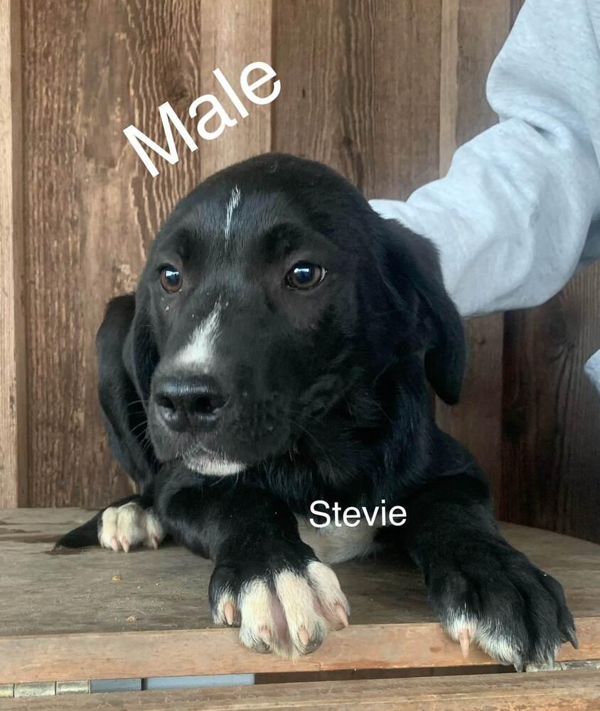 Stevie Wonder, Adopted, Puppy Male Labrador Retriever & Border Collie.