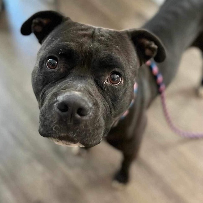 Dog for adoption Jacques, an American Staffordshire Terrier & Cane Corso Mix in New Orleans