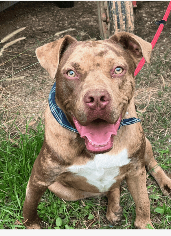 Little Rock, a Adoptable mixed breed in Carthage, MS image 1/2