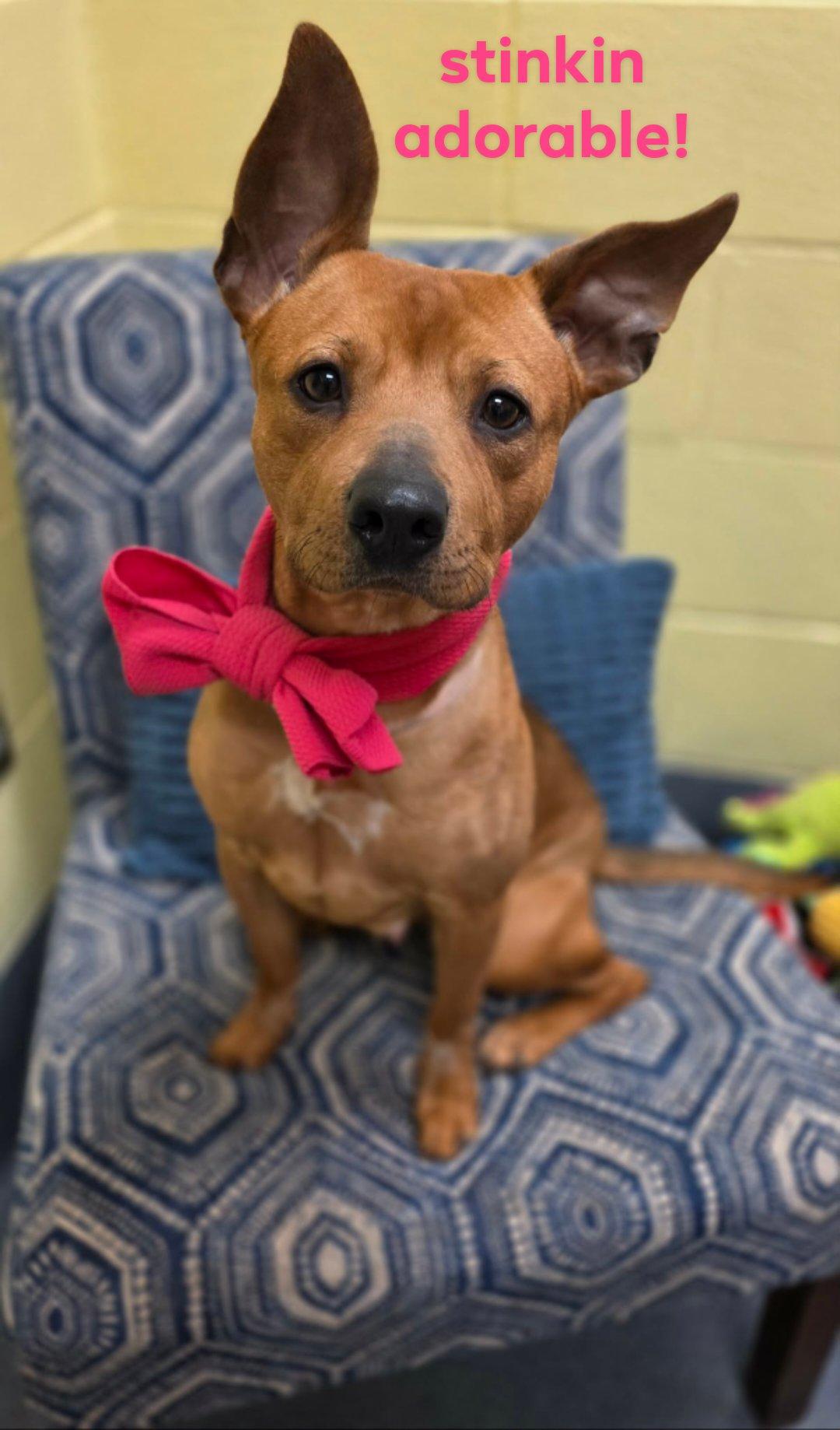 Enlarge Delores - staff favorite!, a ADOPTABLE mixed breed in Amherst, VA image 1/6
