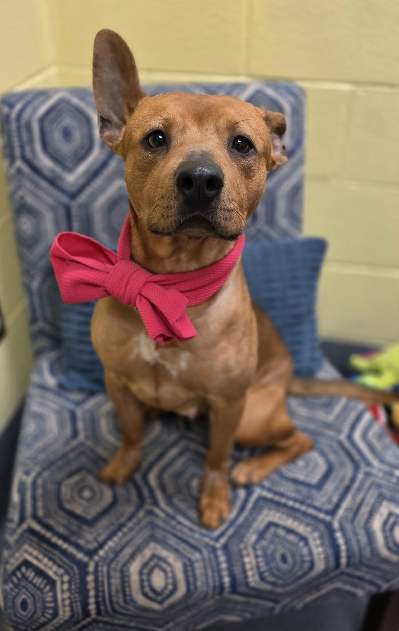 Enlarge Delores - staff favorite!, a ADOPTABLE mixed breed in Amherst, VA image 2/6