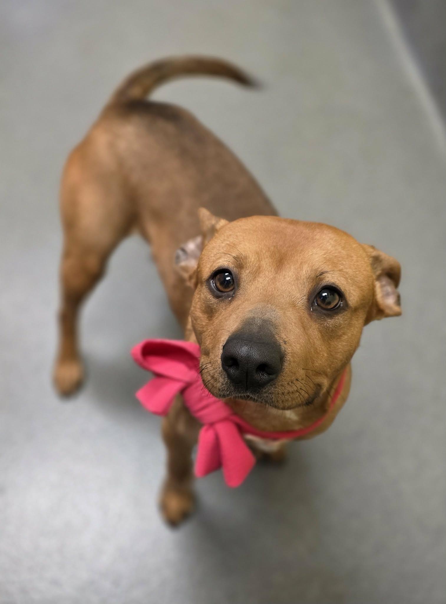 Enlarge Delores - staff favorite!, a ADOPTABLE mixed breed in Amherst, VA image 4/6