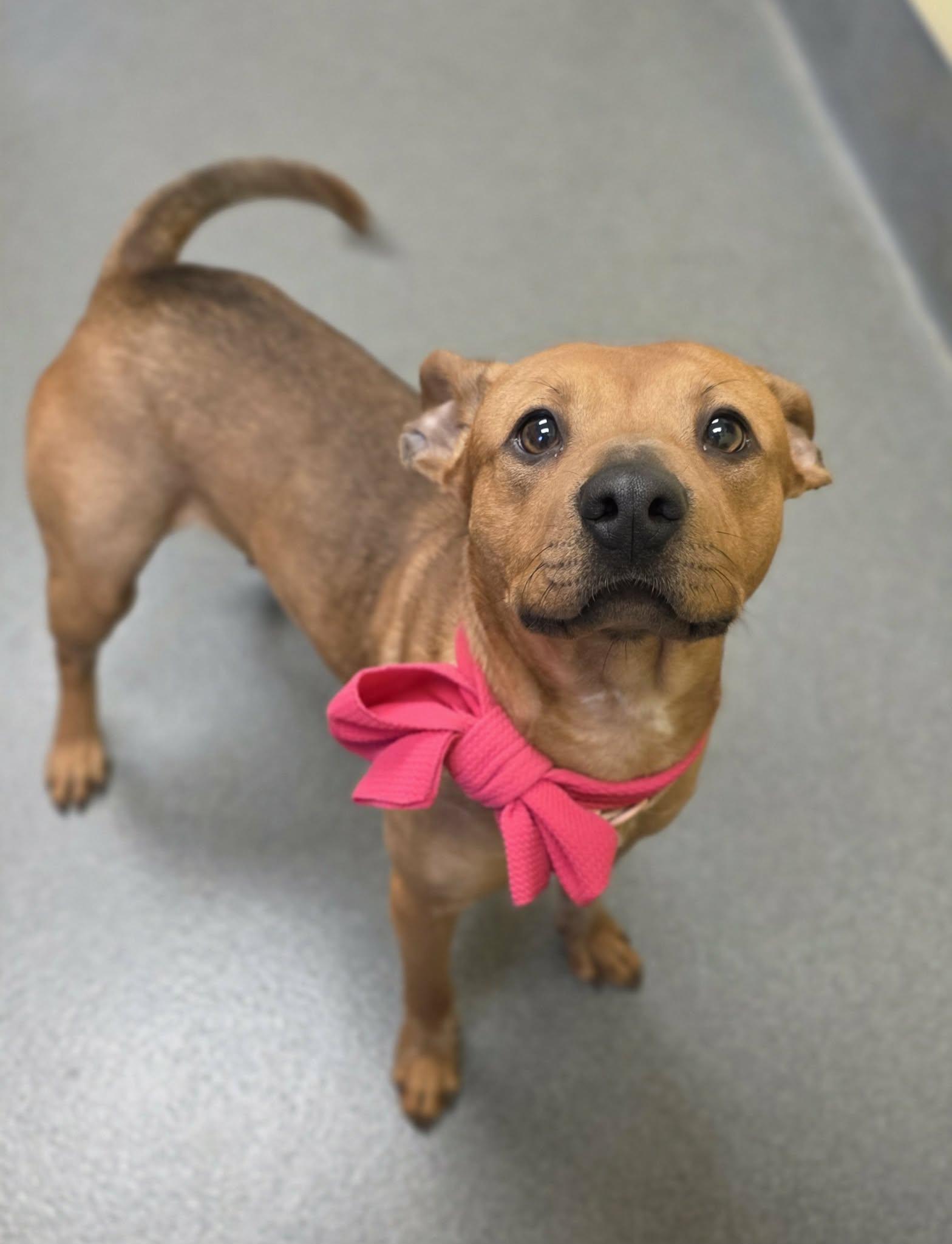 Enlarge Delores - staff favorite!, a ADOPTABLE mixed breed in Amherst, VA image 3/6