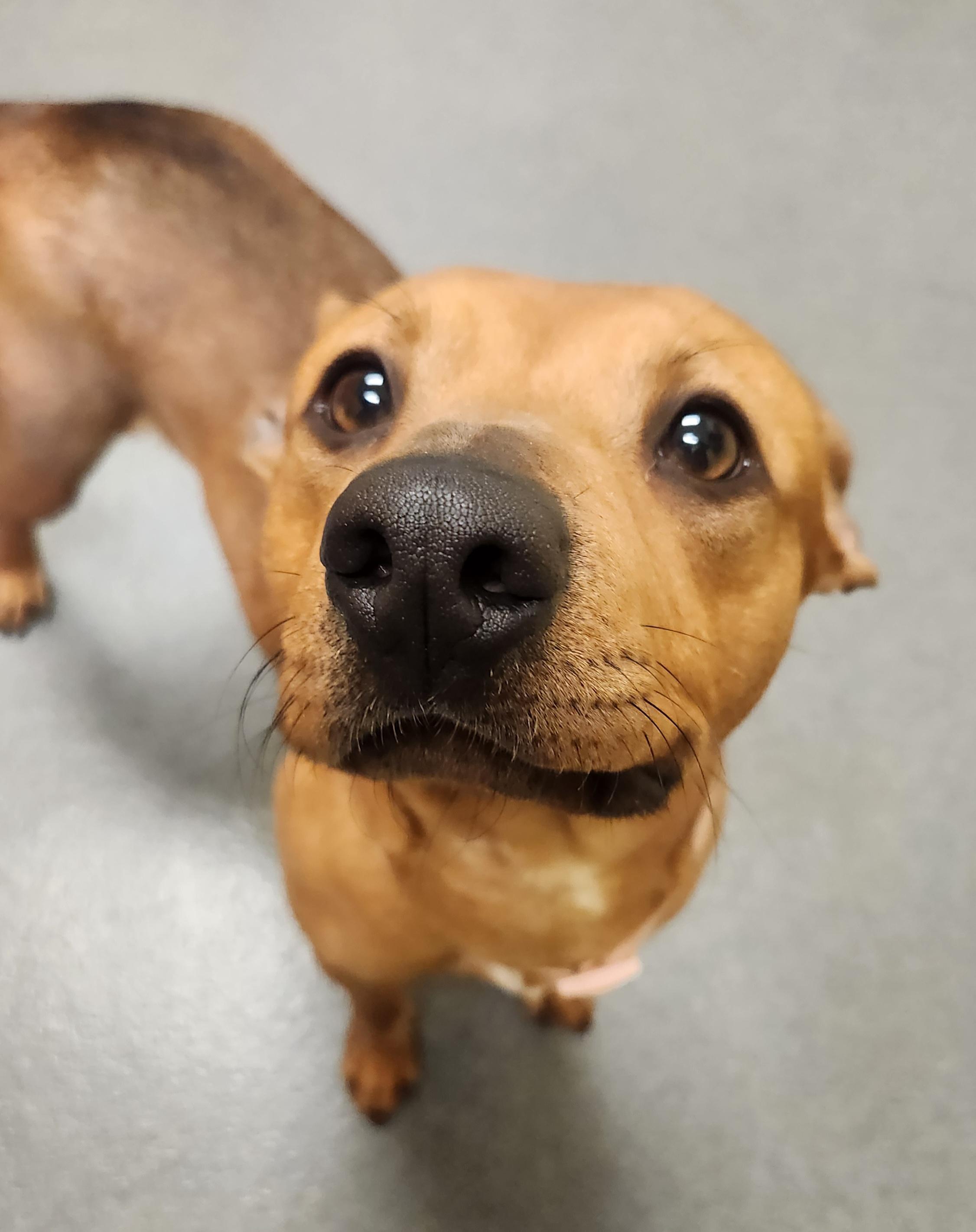 Enlarge Delores - staff favorite!, a ADOPTABLE mixed breed in Amherst, VA image 5/6