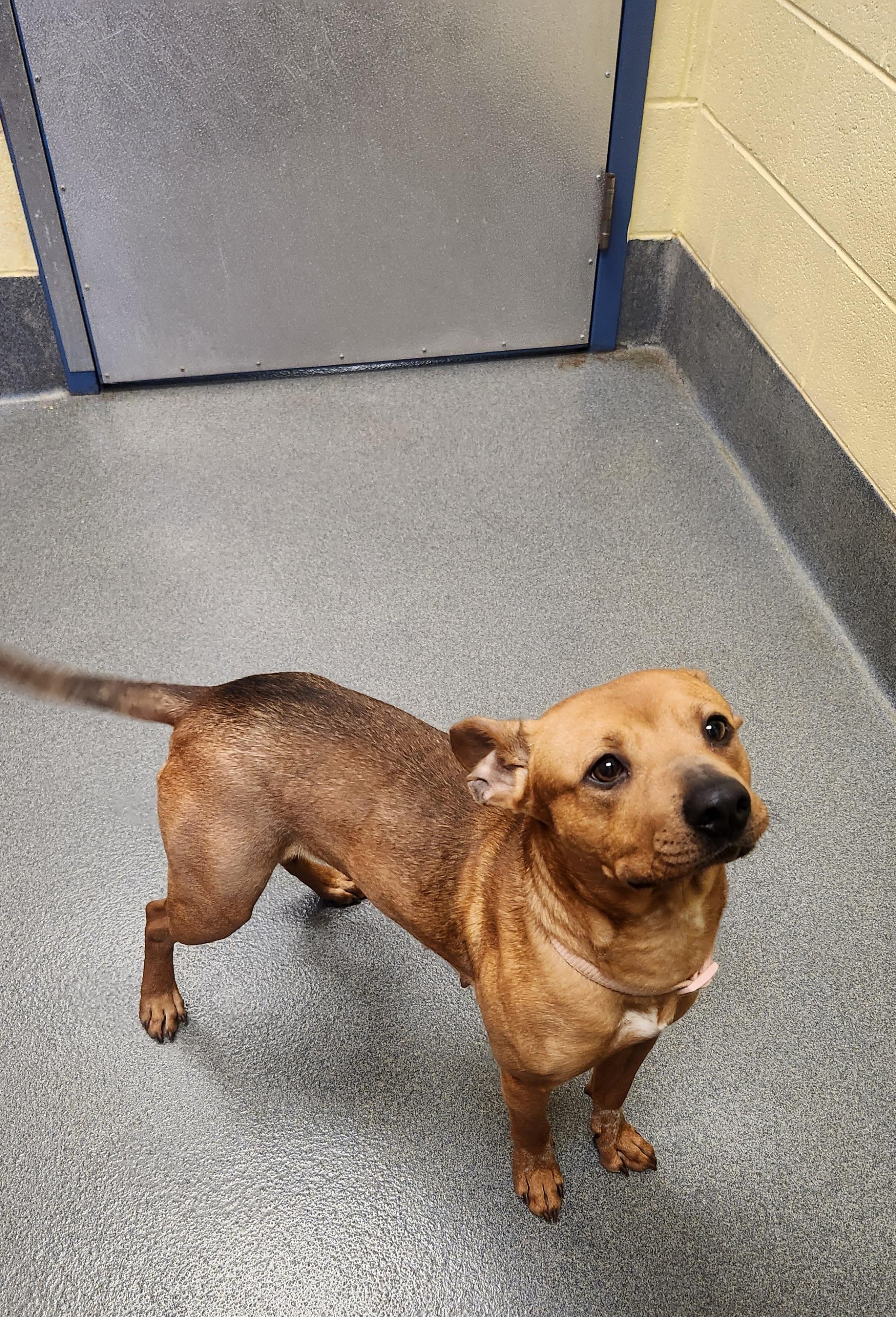 Enlarge Delores - staff favorite!, a ADOPTABLE mixed breed in Amherst, VA image 6/6