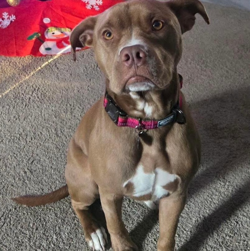 Enlarge Ledger , a ADOPTABLE mixed breed in Mechanicsburg, PA image 5/5