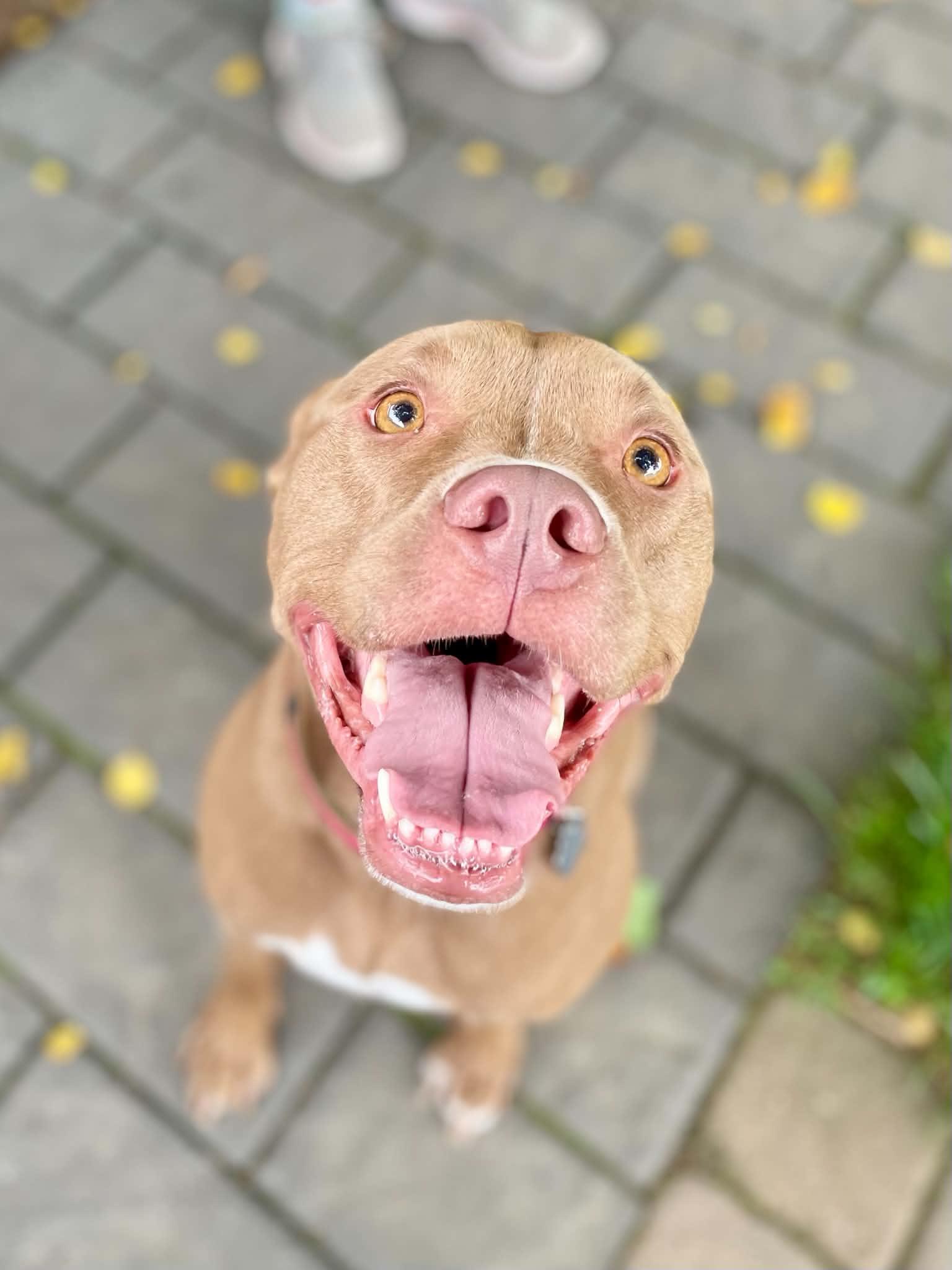 Ledger , ADOPTABLE, Adult Male Pit Bull Terrier.