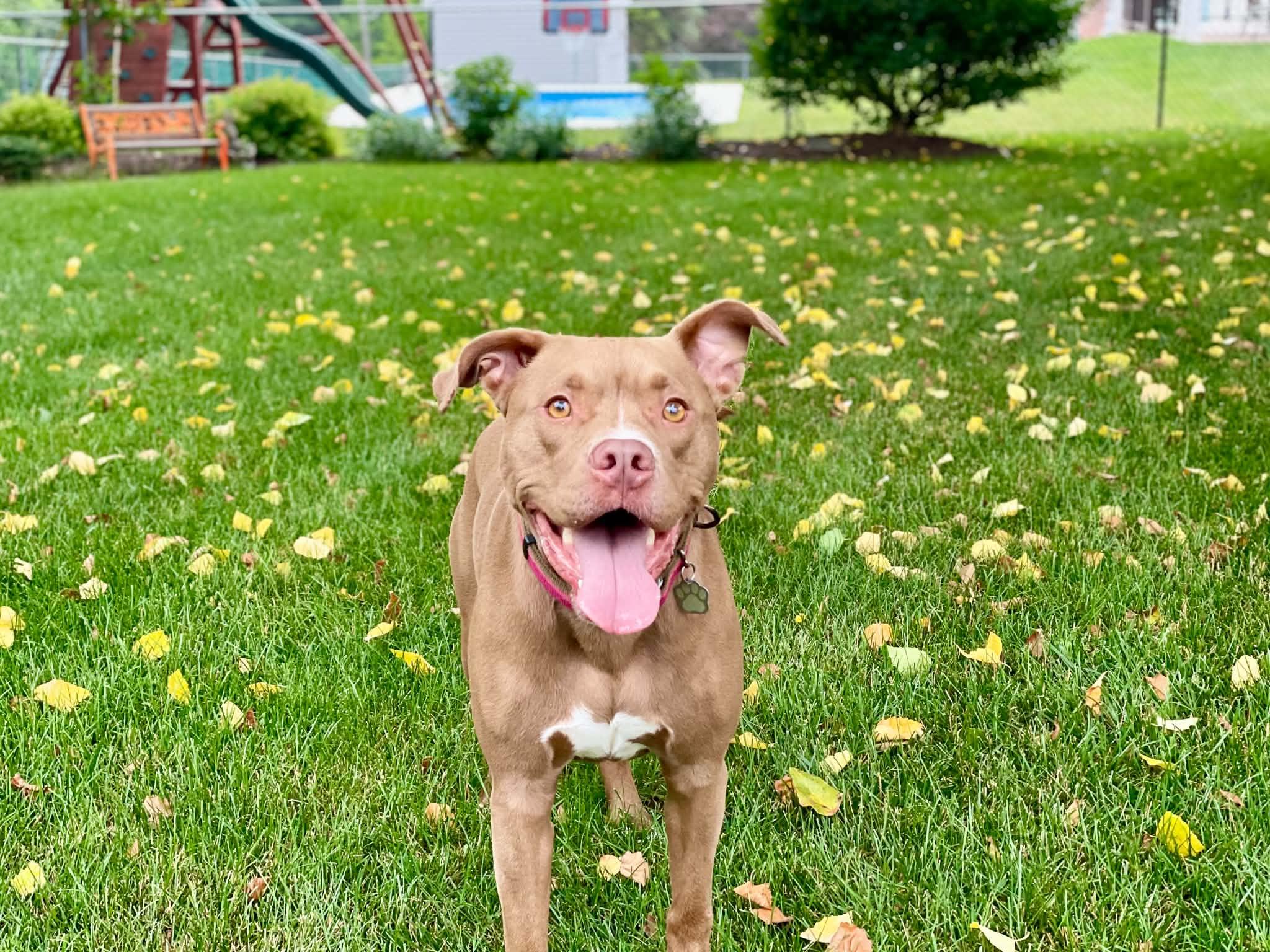 Enlarge Ledger , a ADOPTABLE mixed breed in Mechanicsburg, PA image 5/6