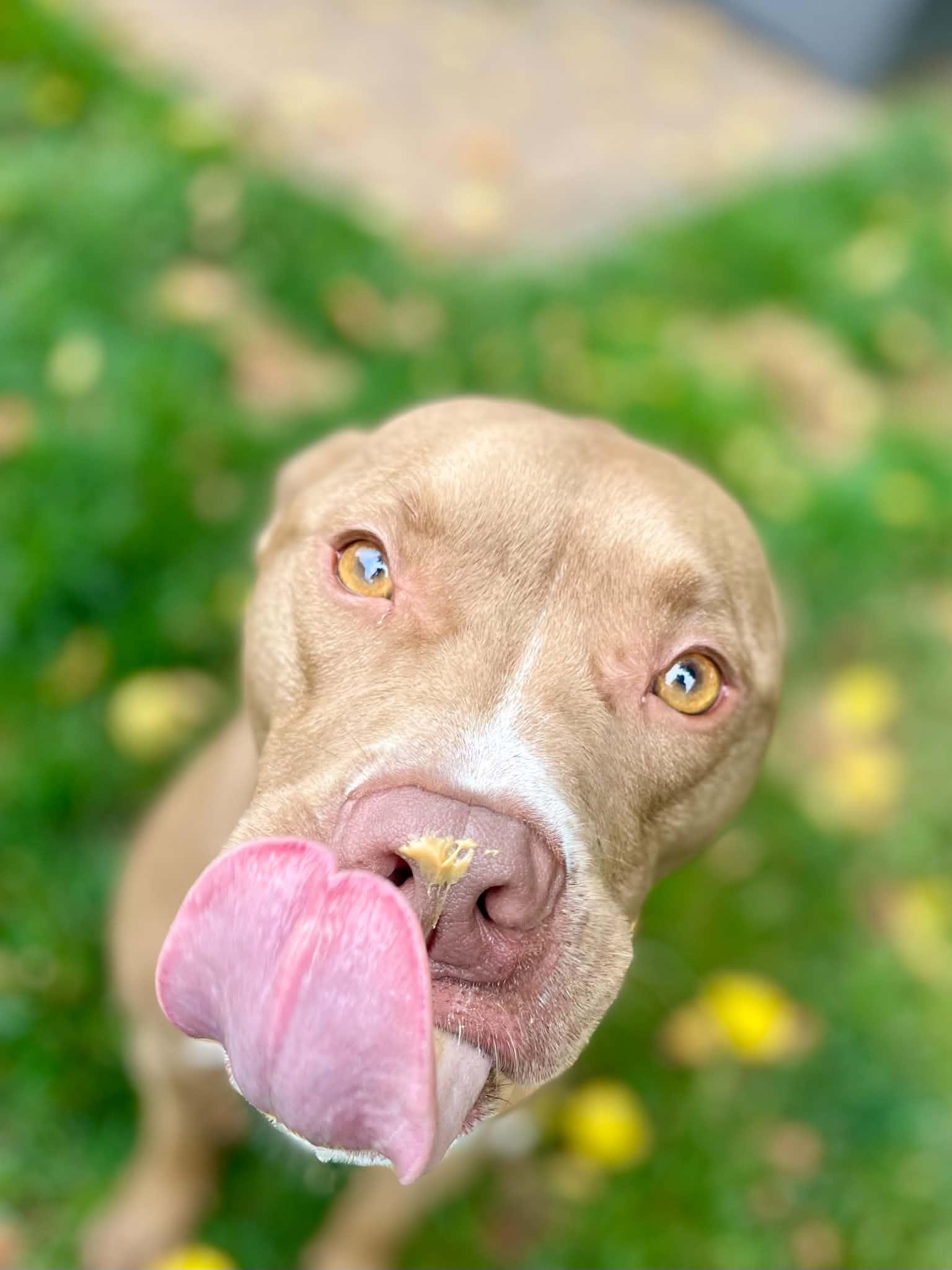 Enlarge Ledger , a ADOPTABLE mixed breed in Mechanicsburg, PA image 6/6