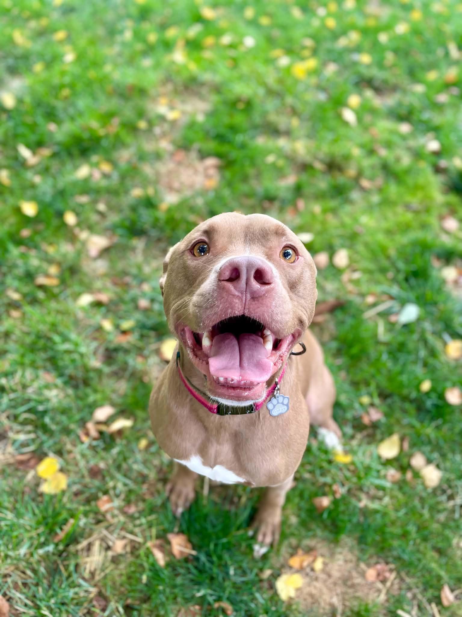 Enlarge Ledger , a ADOPTABLE mixed breed in Mechanicsburg, PA image 3/6