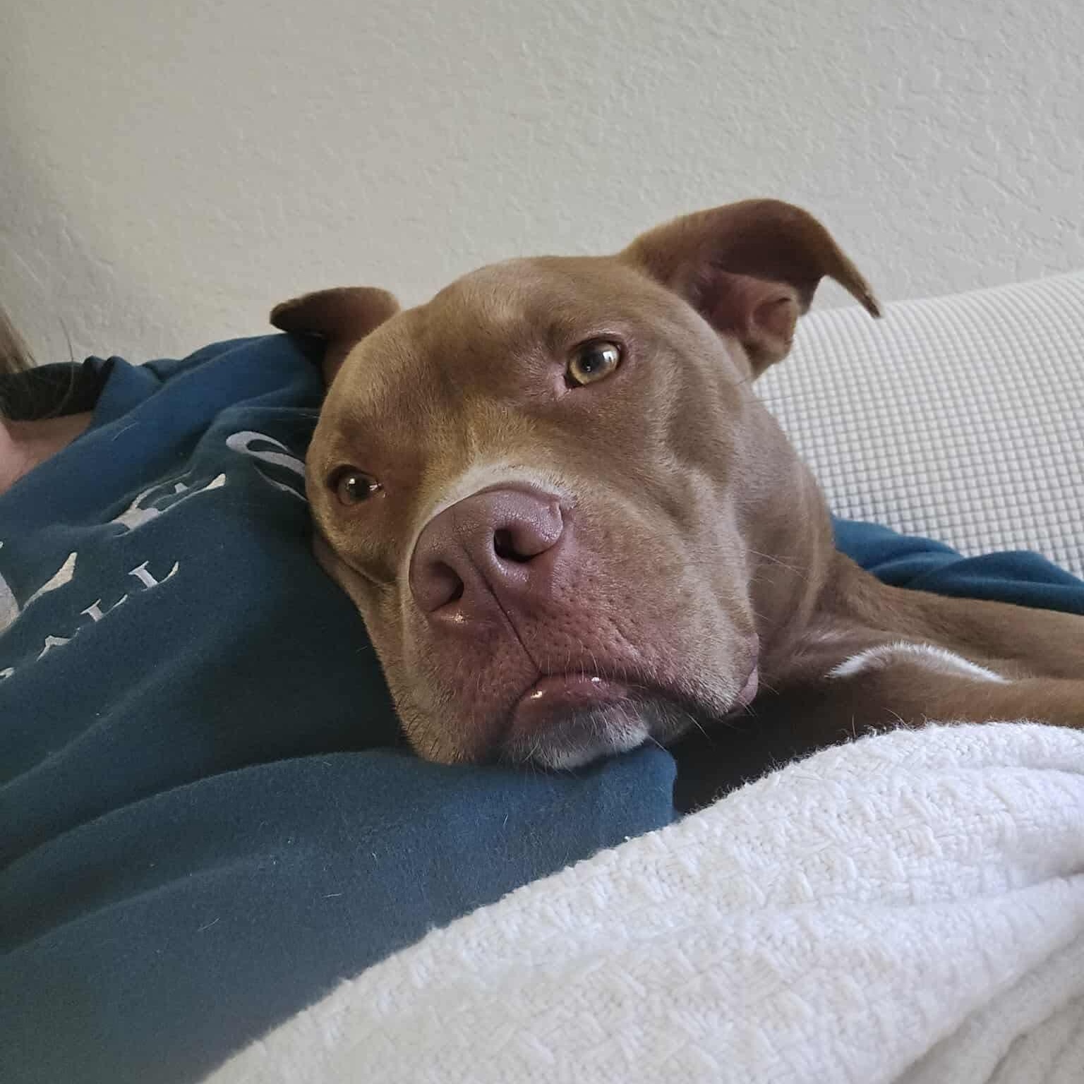 Ledger , ADOPTABLE, Adult Male Pit Bull Terrier.