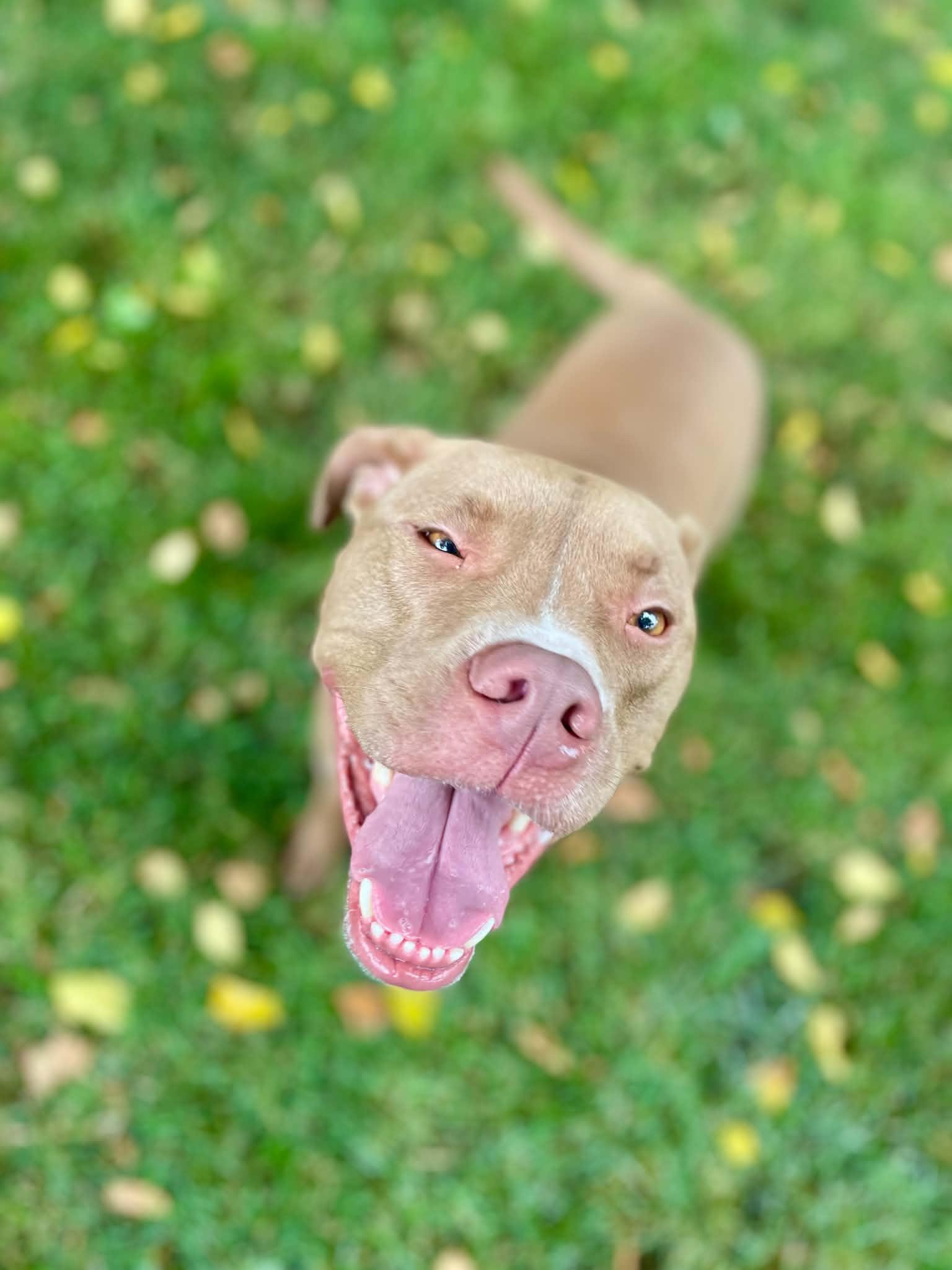 Enlarge Ledger , a ADOPTABLE mixed breed in Mechanicsburg, PA image 4/6
