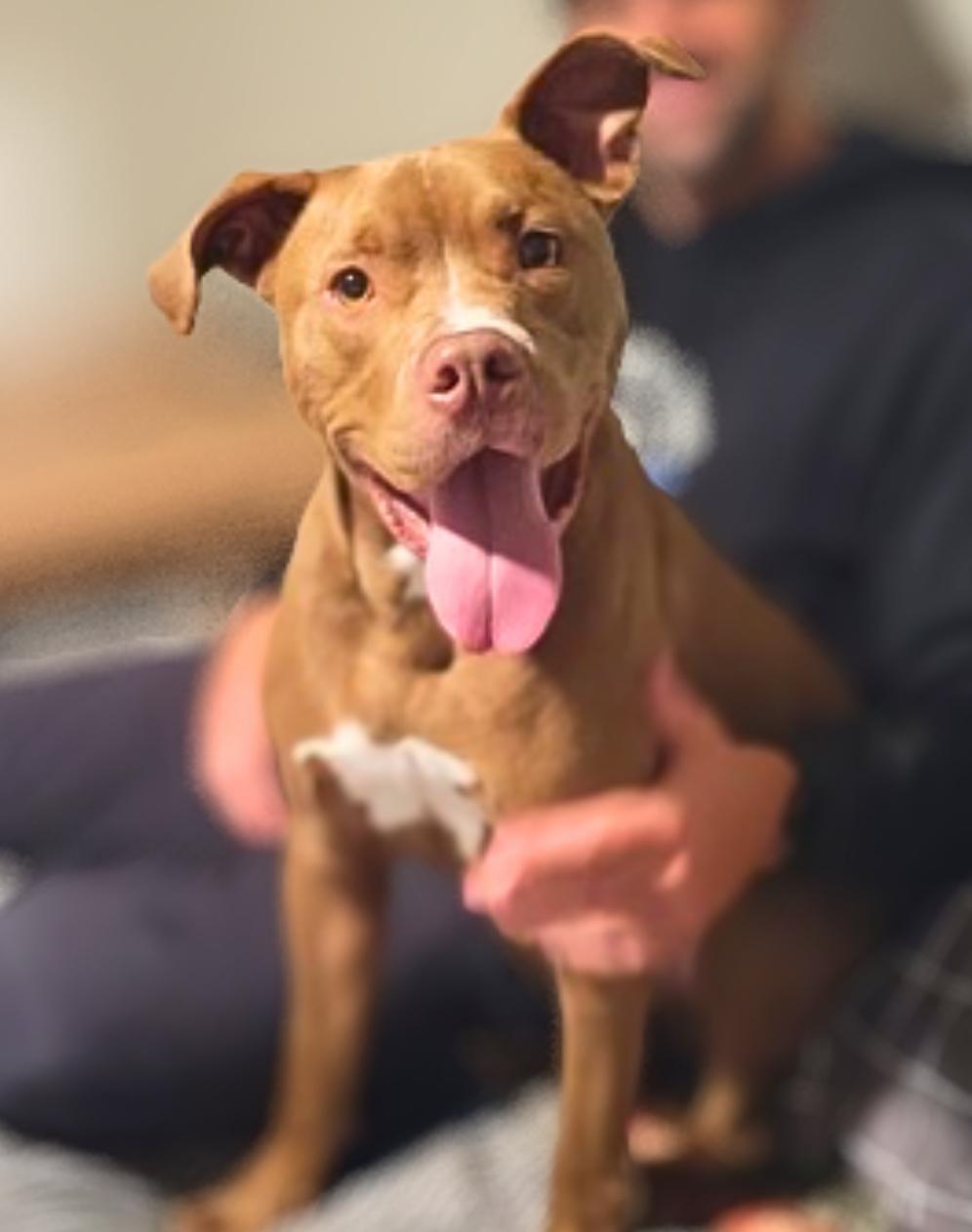 Enlarge Ledger , a ADOPTABLE mixed breed in Mechanicsburg, PA image 2/4