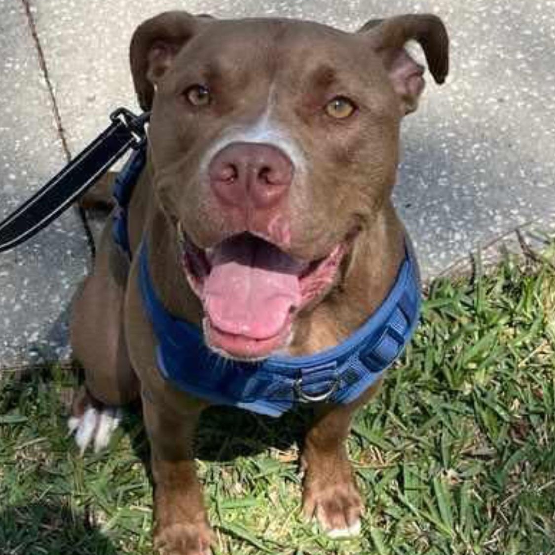 Enlarge Ledger , a ADOPTABLE mixed breed in Mechanicsburg, PA image 3/4