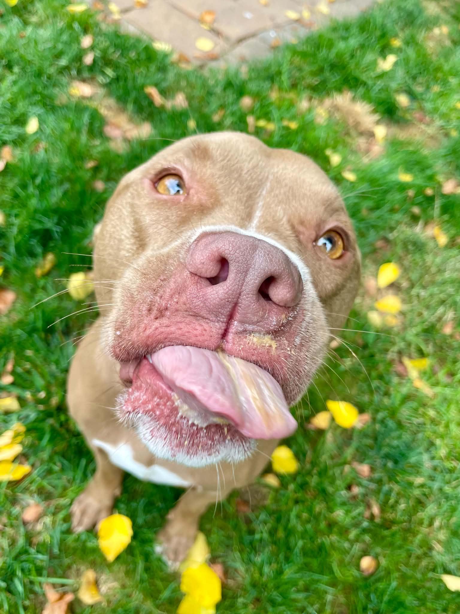Enlarge Ledger , a ADOPTABLE mixed breed in Mechanicsburg, PA image 2/6