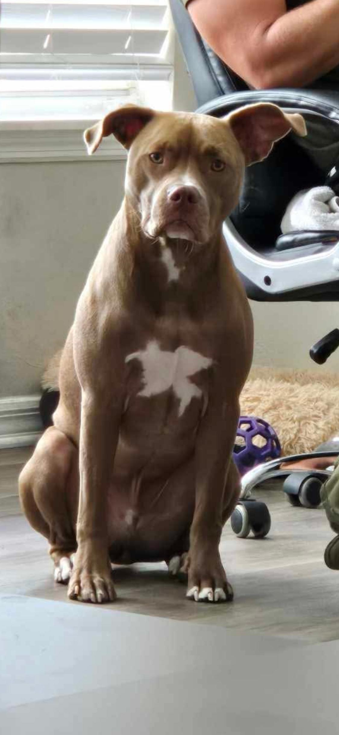 Enlarge Ledger , a ADOPTABLE mixed breed in Mechanicsburg, PA image 4/4