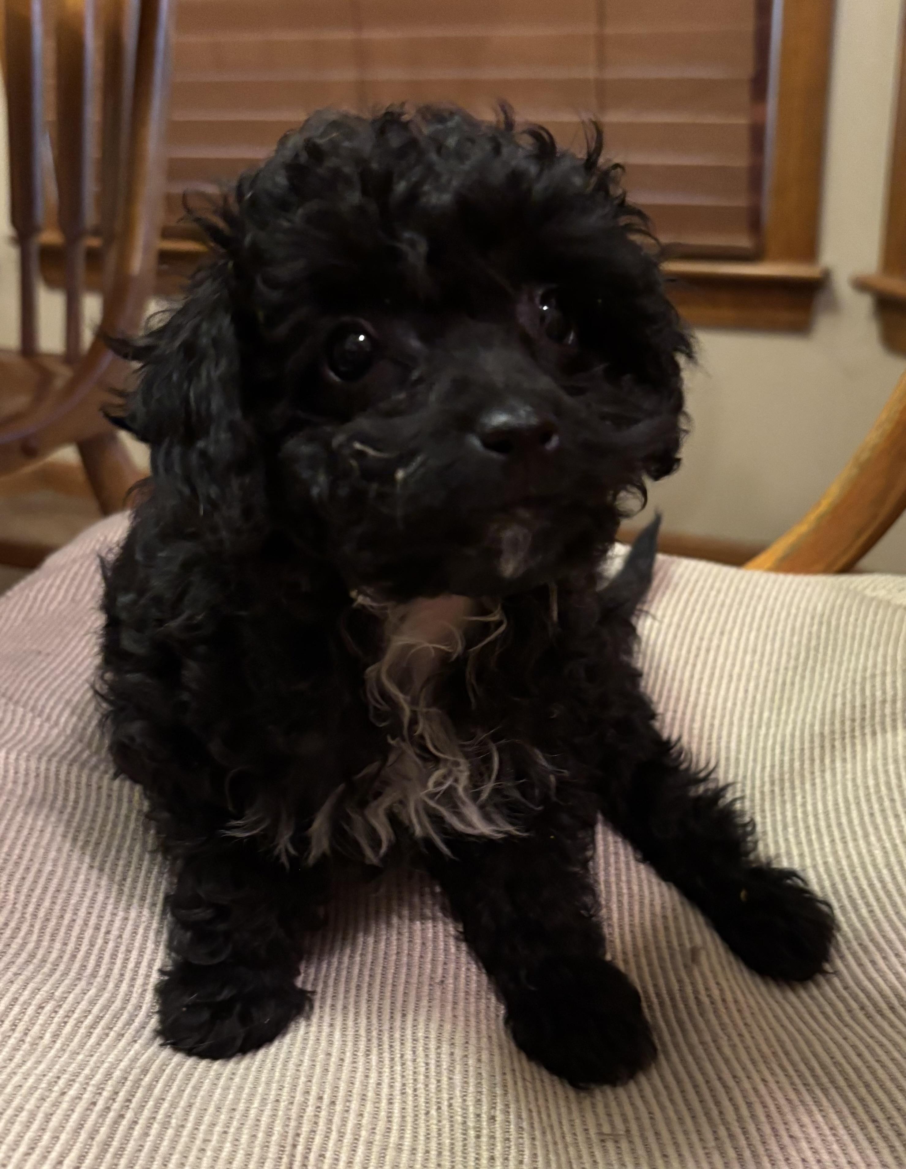 Sally, a ADOPTABLE mixed breed in Overland Park, KS image 1/2