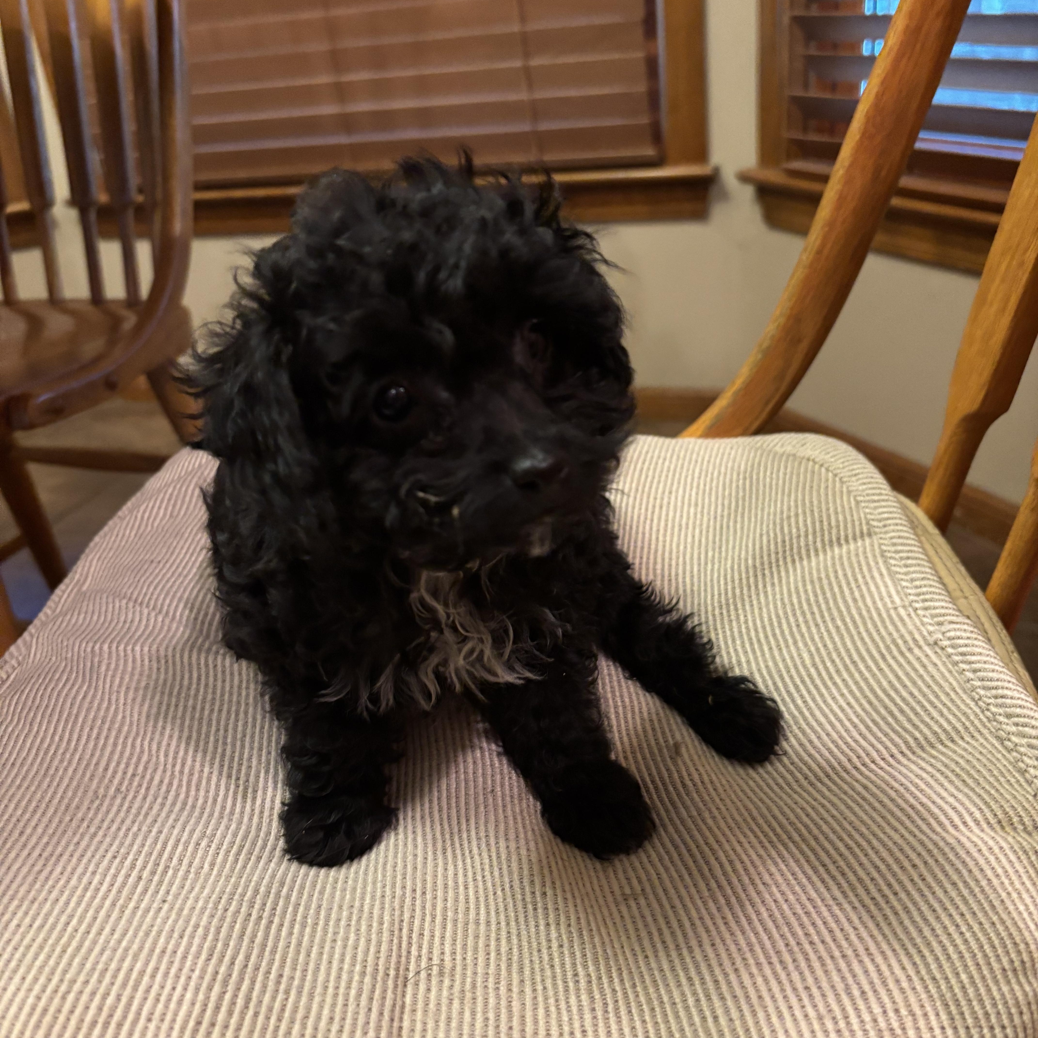 Sally, a ADOPTABLE mixed breed in Overland Park, KS image 2/2