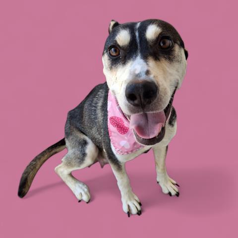 Stardust - LONGTIME RESIDENT!, adoptable, Adult Female Shepherd & Husky.