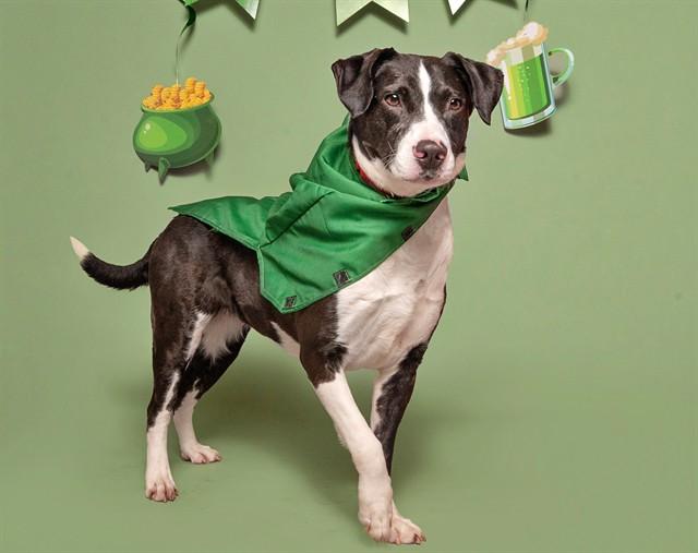 Enlarge PRETTY GIRL, a Adoptable Pit Bull Terrier in Saint Louis, MO image 1/1