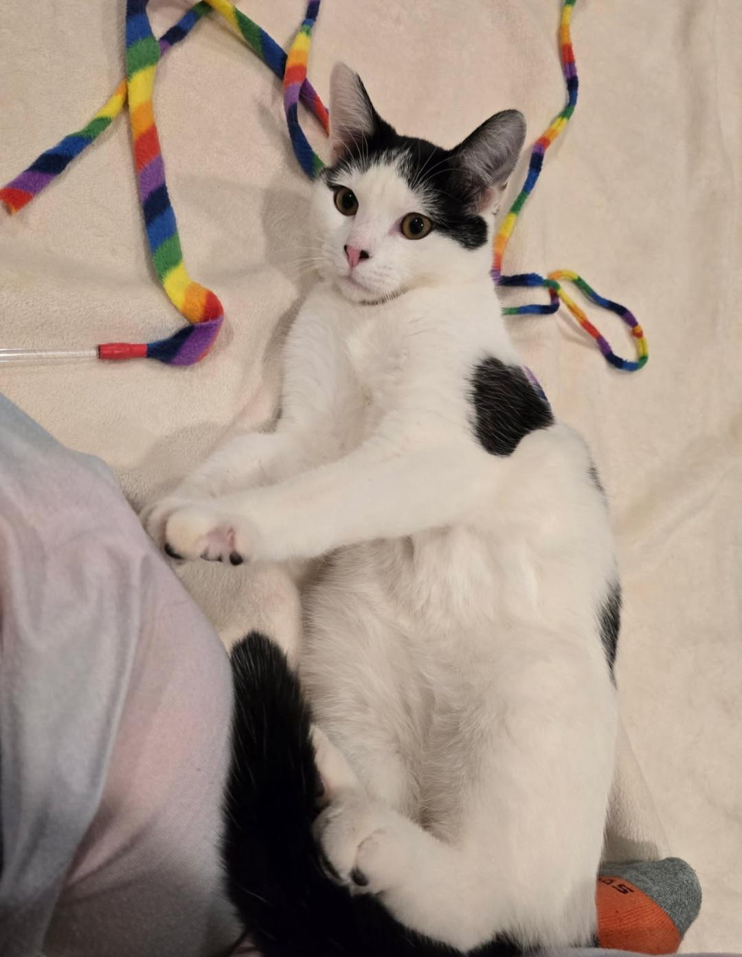 Enlarge Butters, a Adopted Domestic Short Hair in merrillville, IN image 3/6