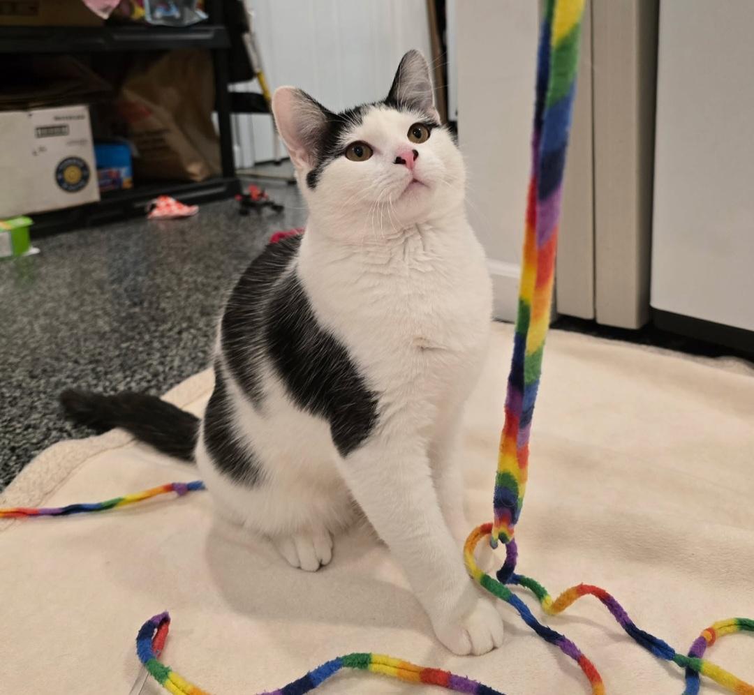 Enlarge Butters, a Adopted Domestic Short Hair in merrillville, IN image 4/6