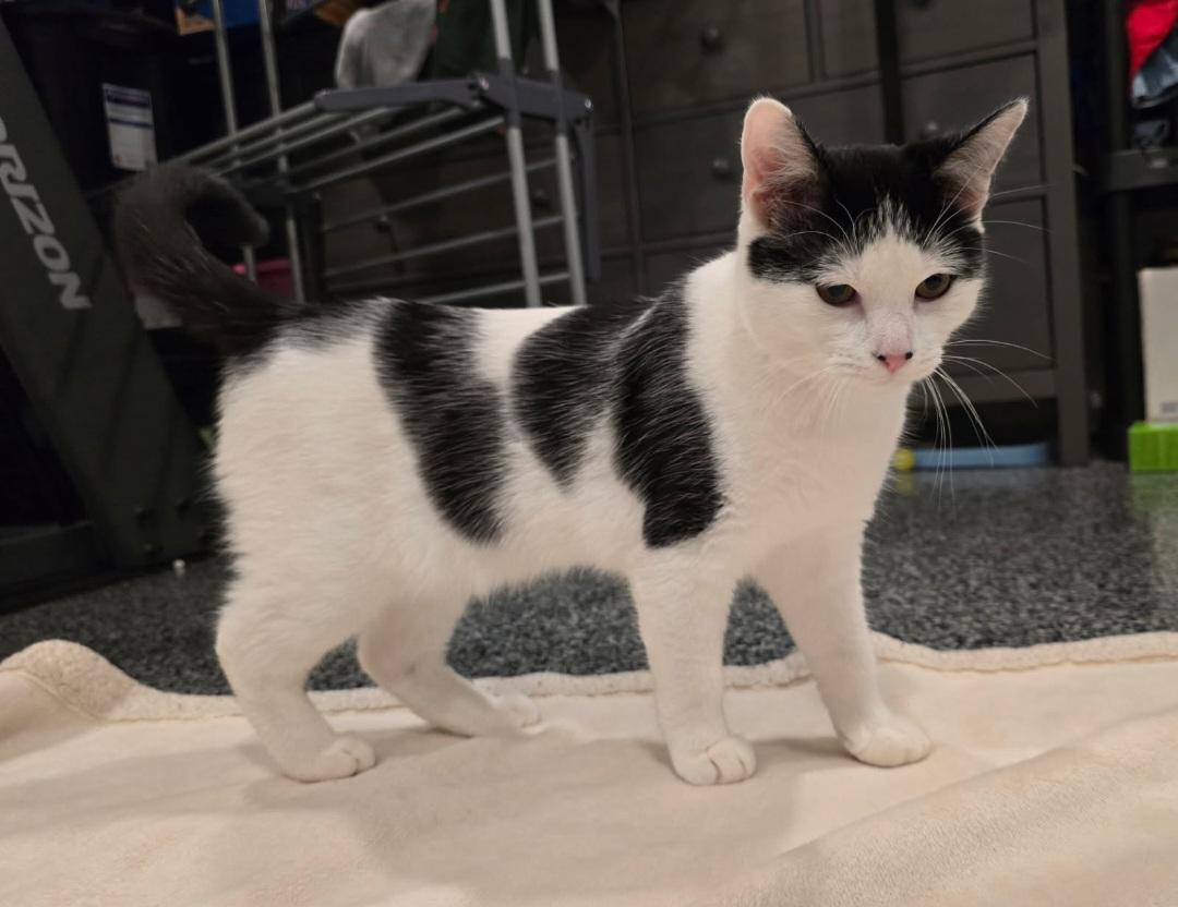 Enlarge Butters, a Adopted Domestic Short Hair in merrillville, IN image 5/6