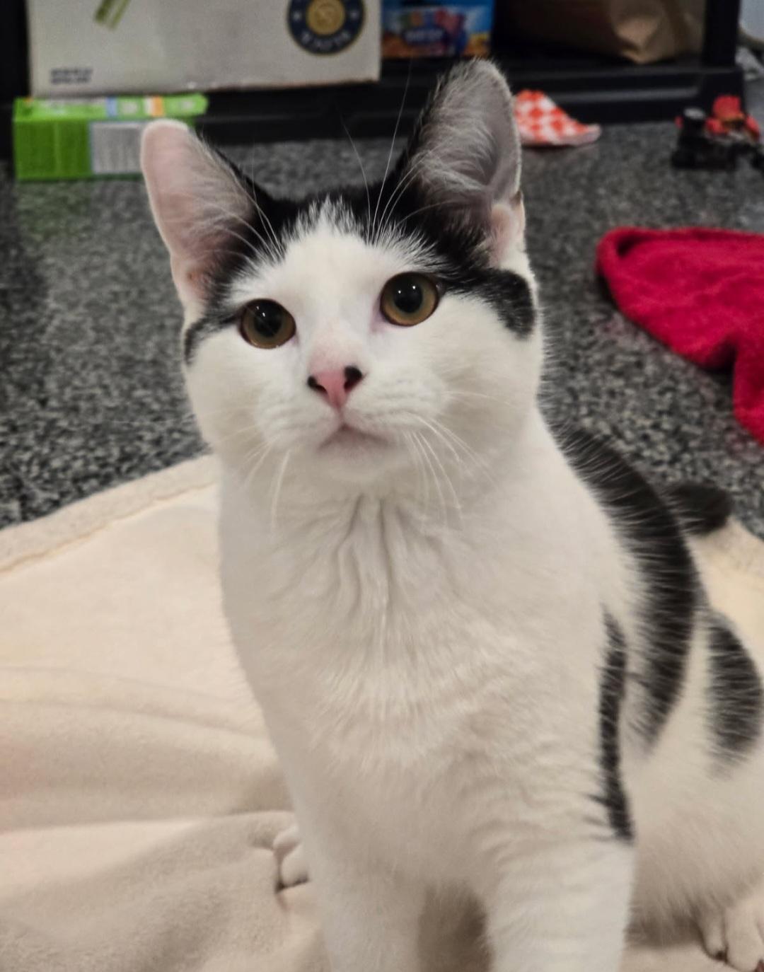 Enlarge Butters, a Adopted Domestic Short Hair in merrillville, IN image 6/6