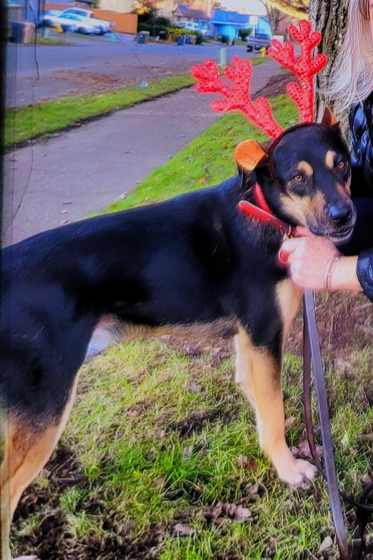 Enlarge Mick, a Adoptable mixed breed in Portland, OR image 3/3