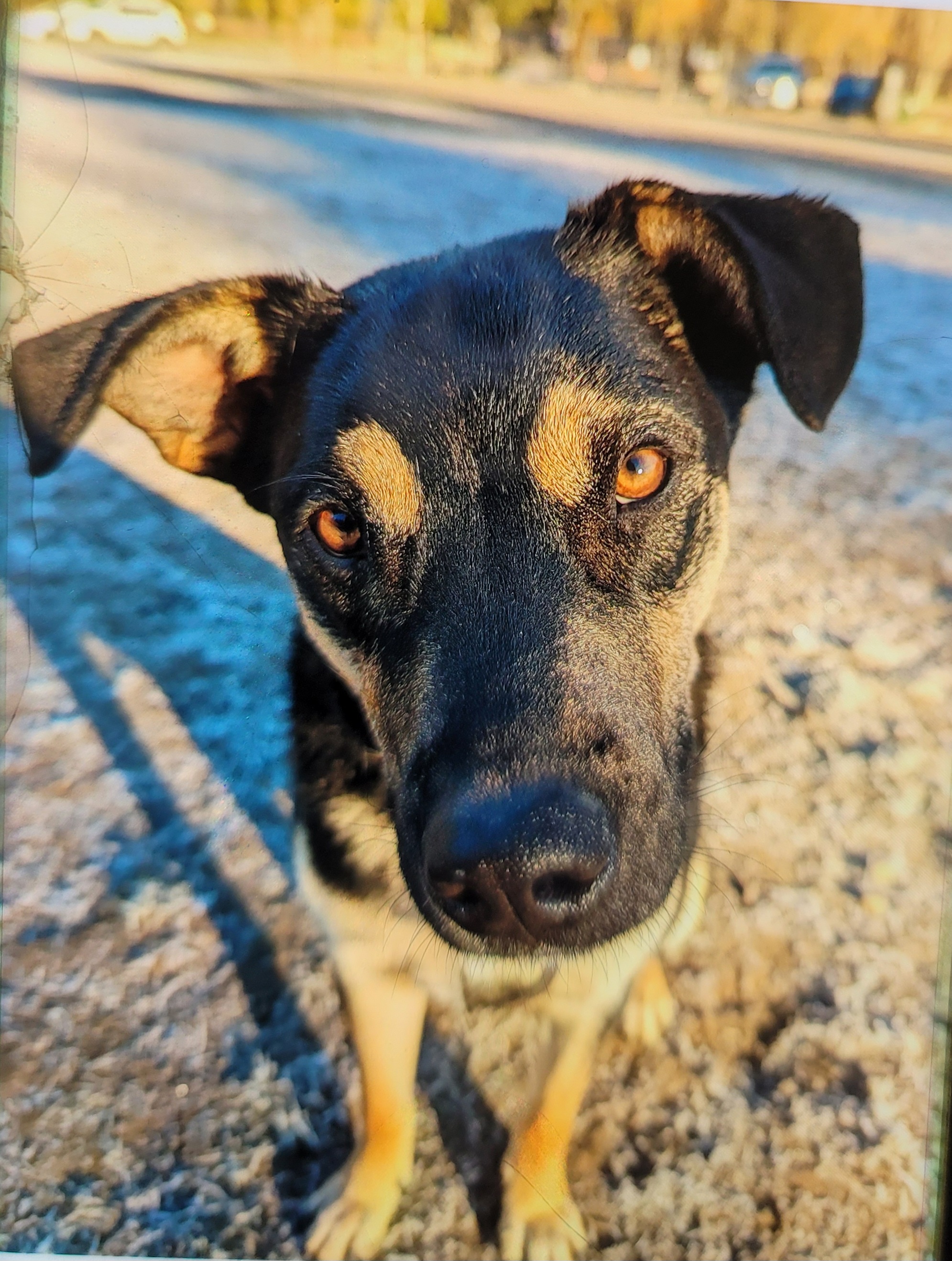 Mick, Adoptable, Young Male German Shepherd Dog.