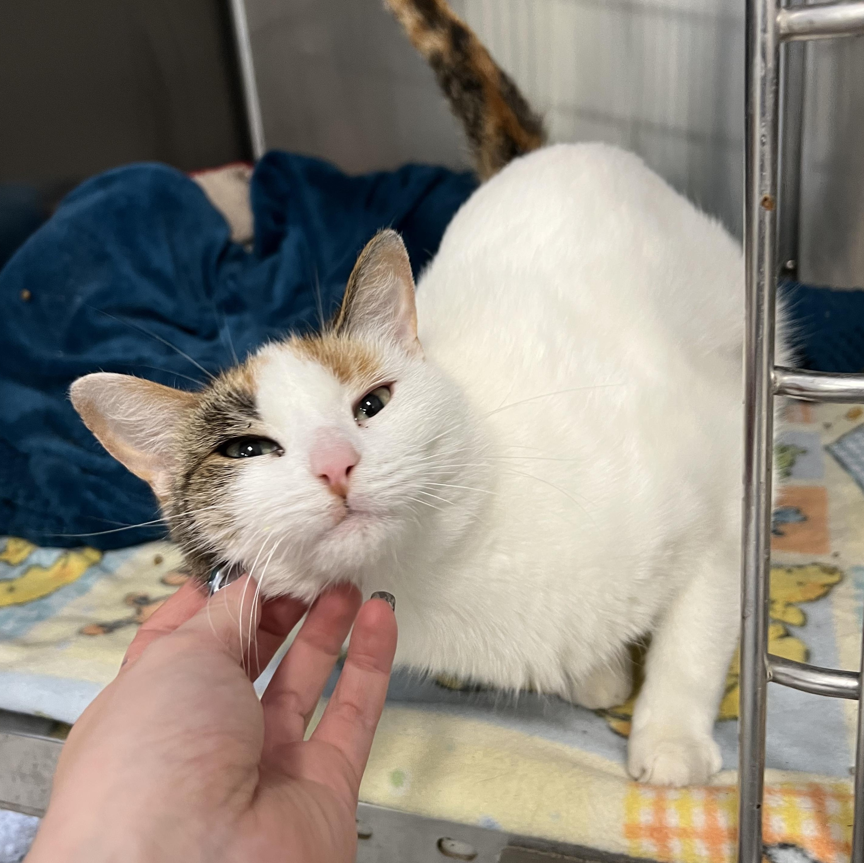 Snowcone thumbnail 2