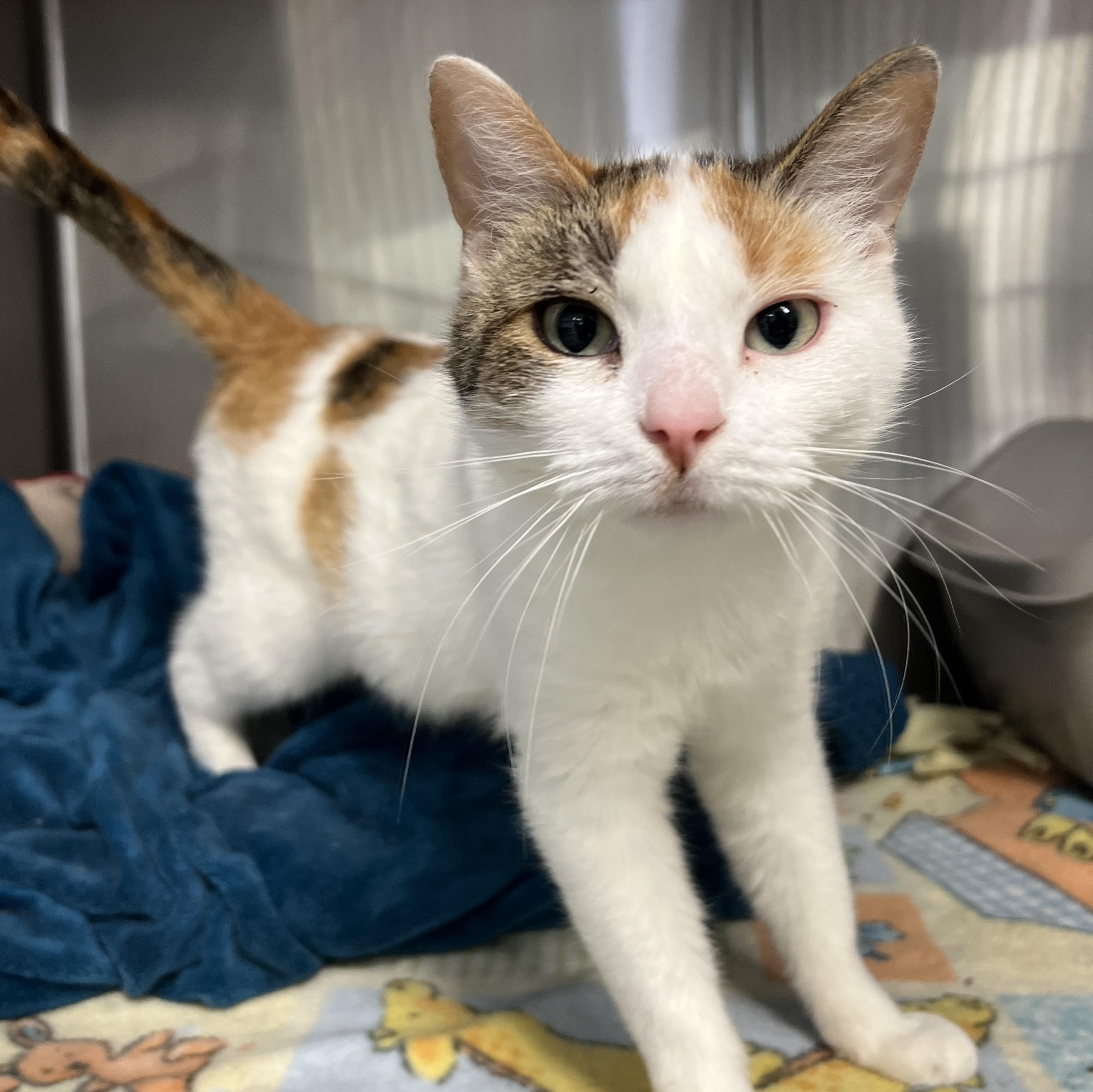 Snowcone thumbnail 3