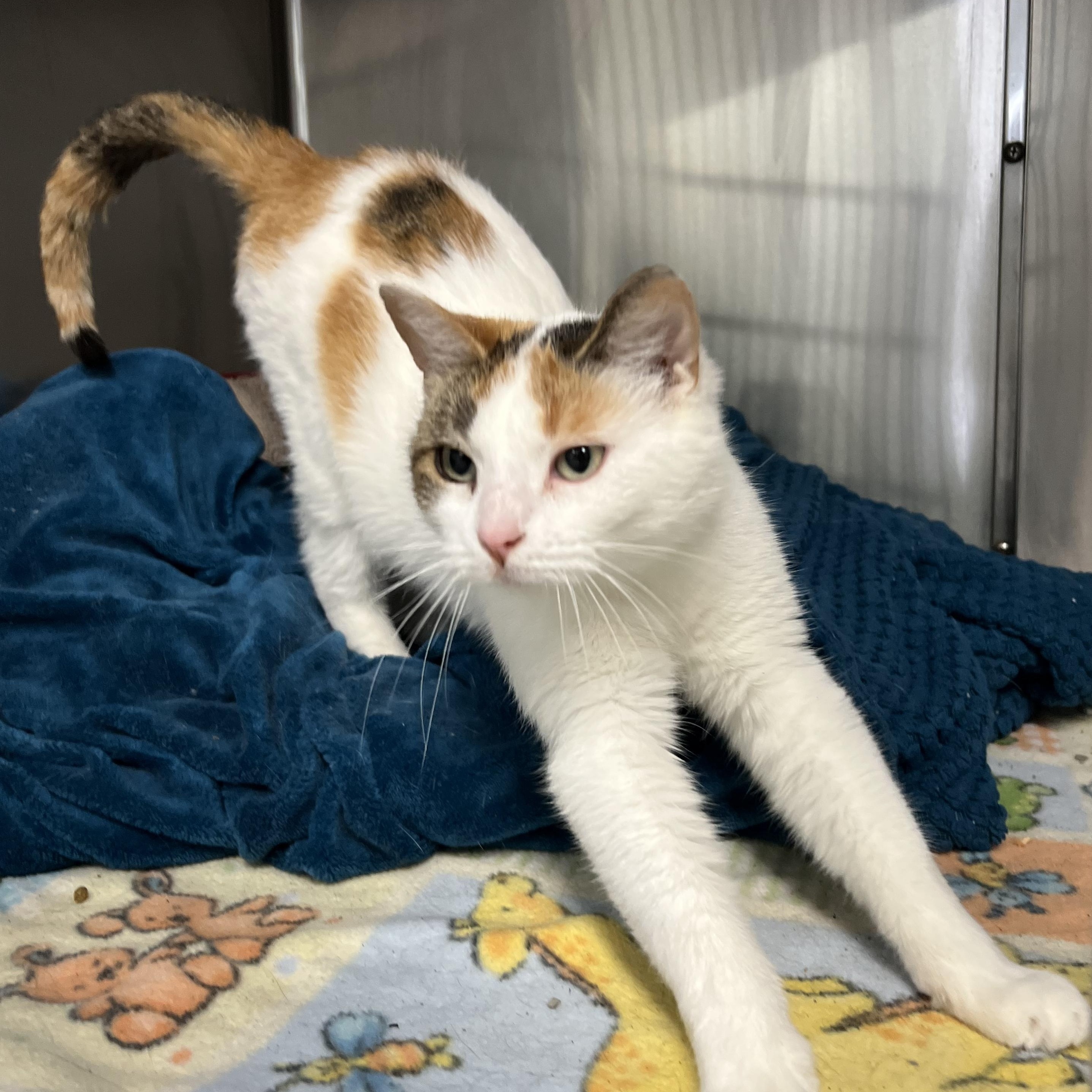 Snowcone thumbnail 4