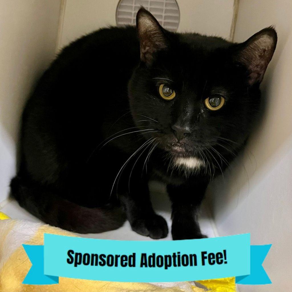 Grizzly, Adoptable, Senior Male Domestic Short Hair.