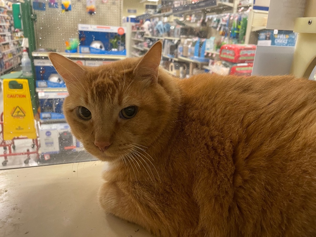 Rocky and CeeLo, a Adoptable Domestic Medium Hair in Port Saint Lucie, FL image 1/4